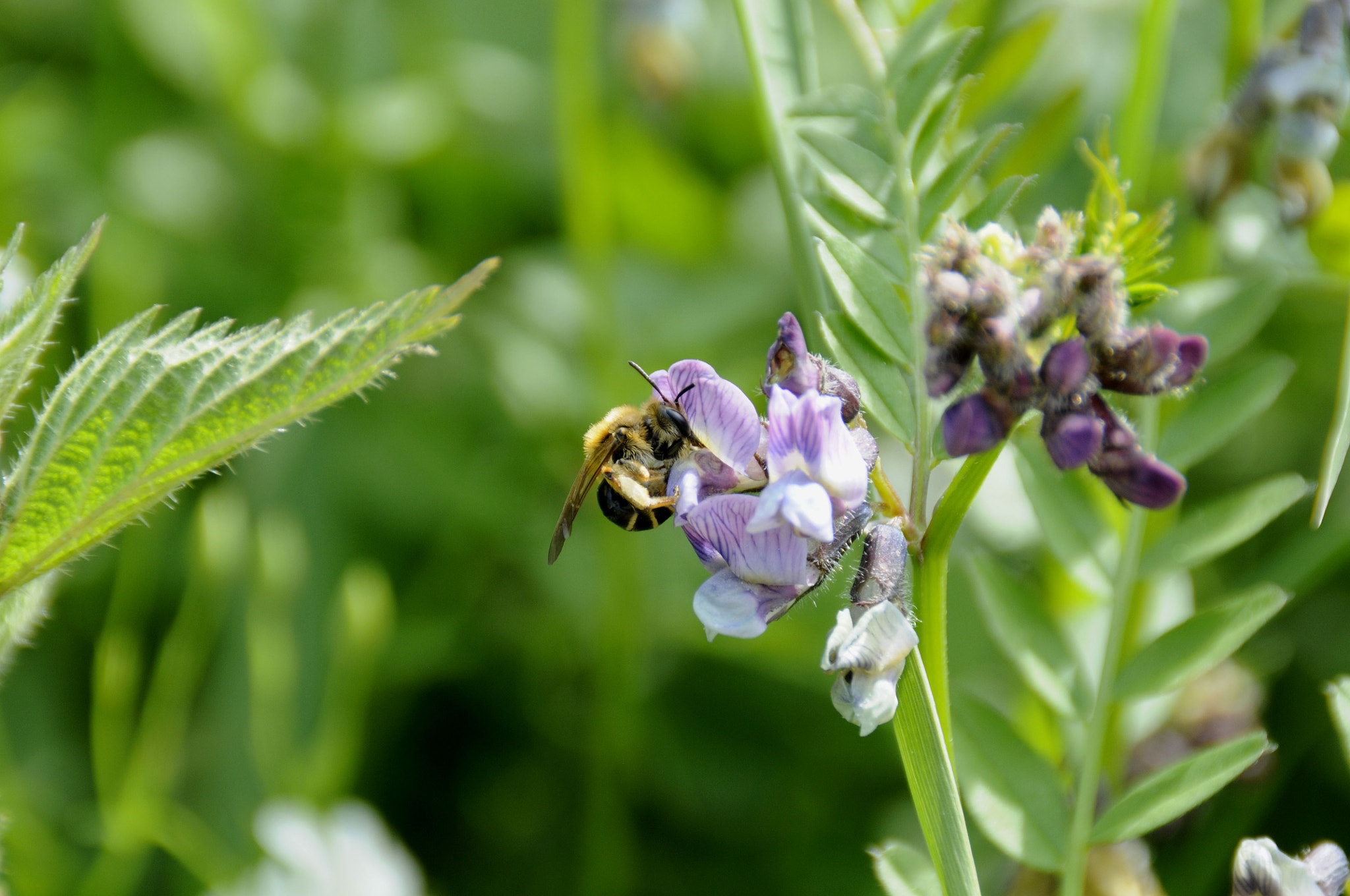 Nikon D300 sample photo. Melitta nigricans photography