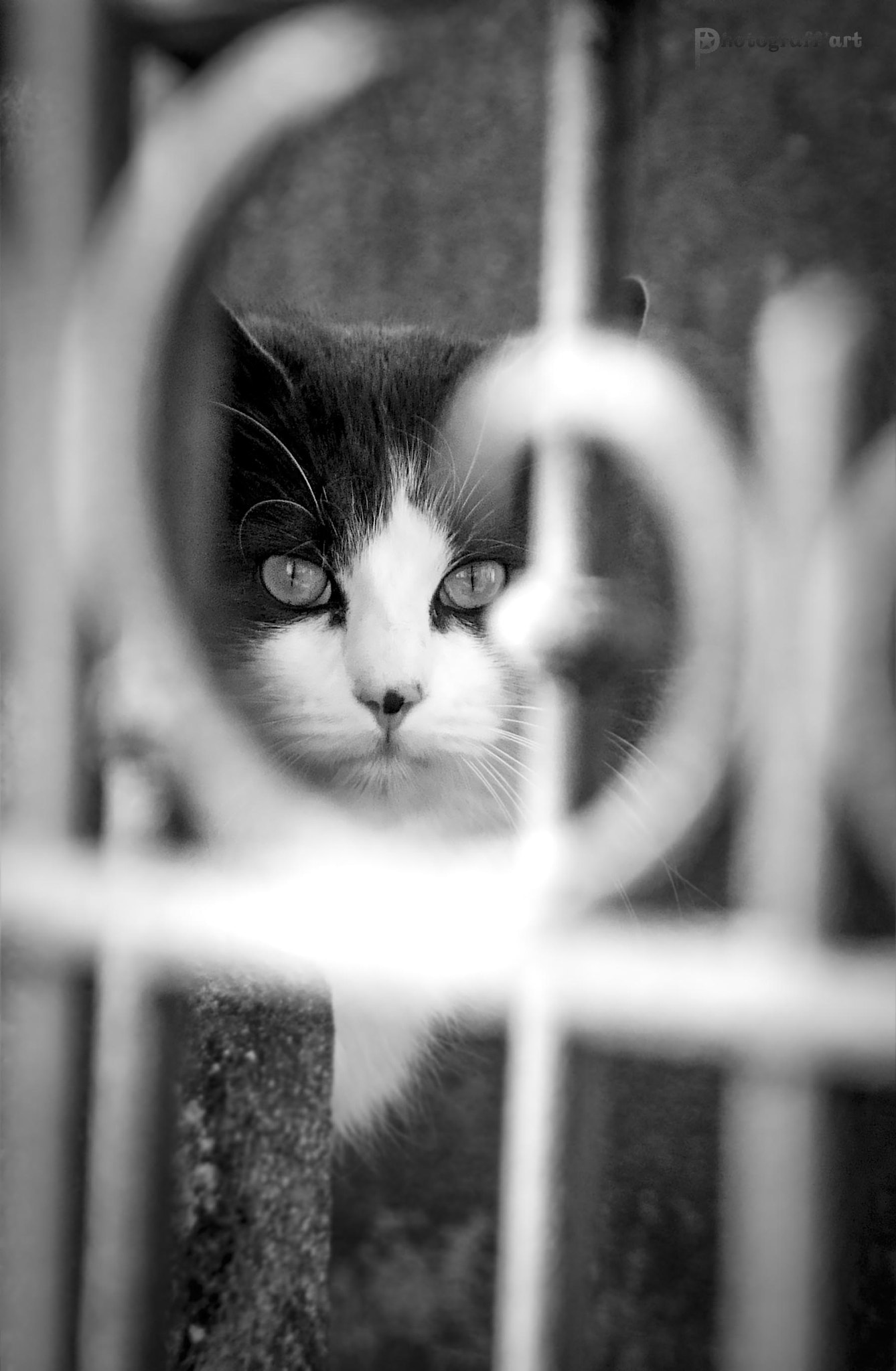 Le chat bokeh