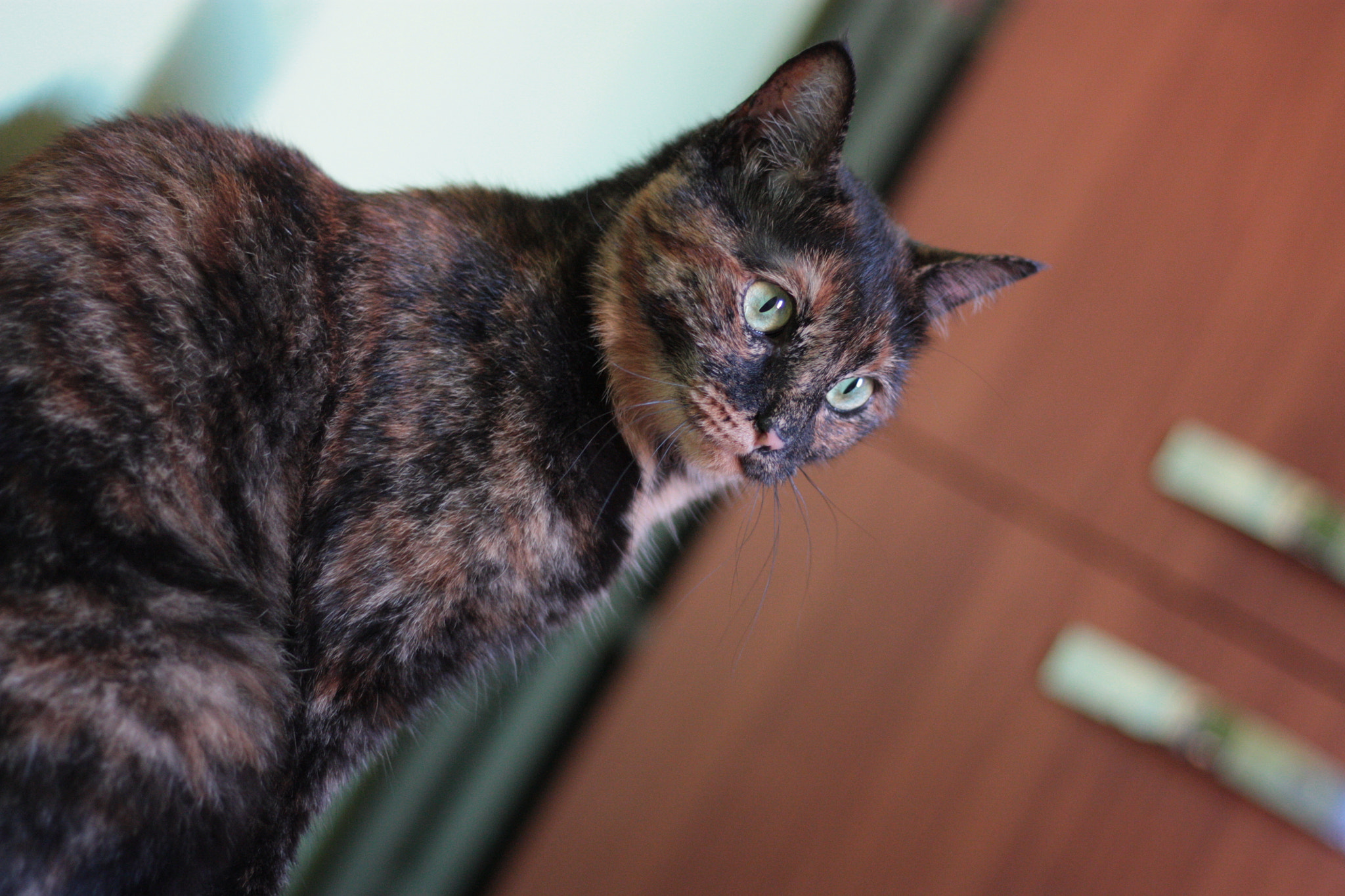 Canon EOS 450D (EOS Rebel XSi / EOS Kiss X2) + Canon EF 50mm F1.8 STM sample photo. Aringa photography