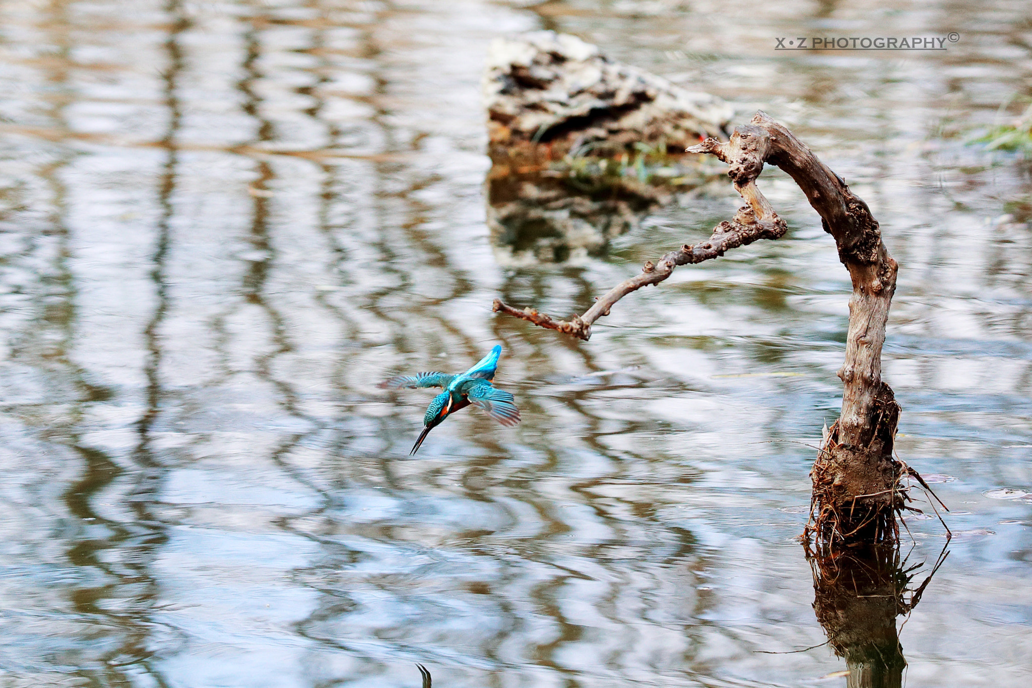 Canon EOS-1D X Mark II sample photo. Kingfisher photography