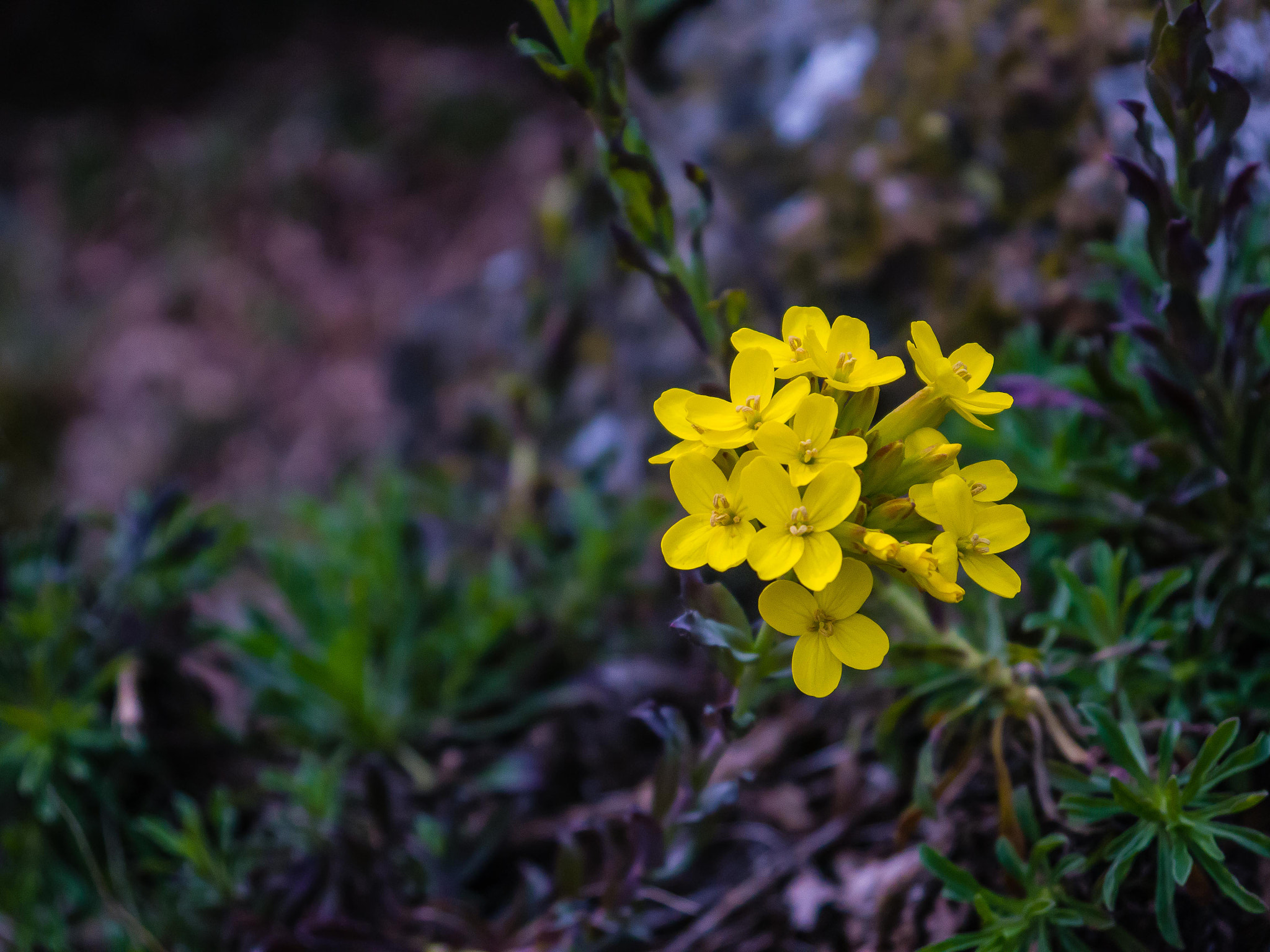 Panasonic Lumix DMC-G5 sample photo. Flowers photography