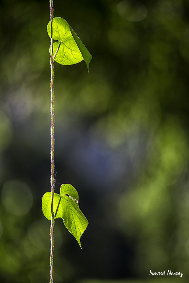Canon EF 90-300mm F4.5-5.6 sample photo. 'apart' photography