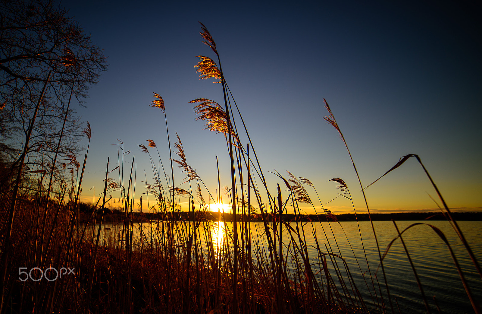 Samyang 14mm F2.8 ED AS IF UMC sample photo. Golden reeds photography