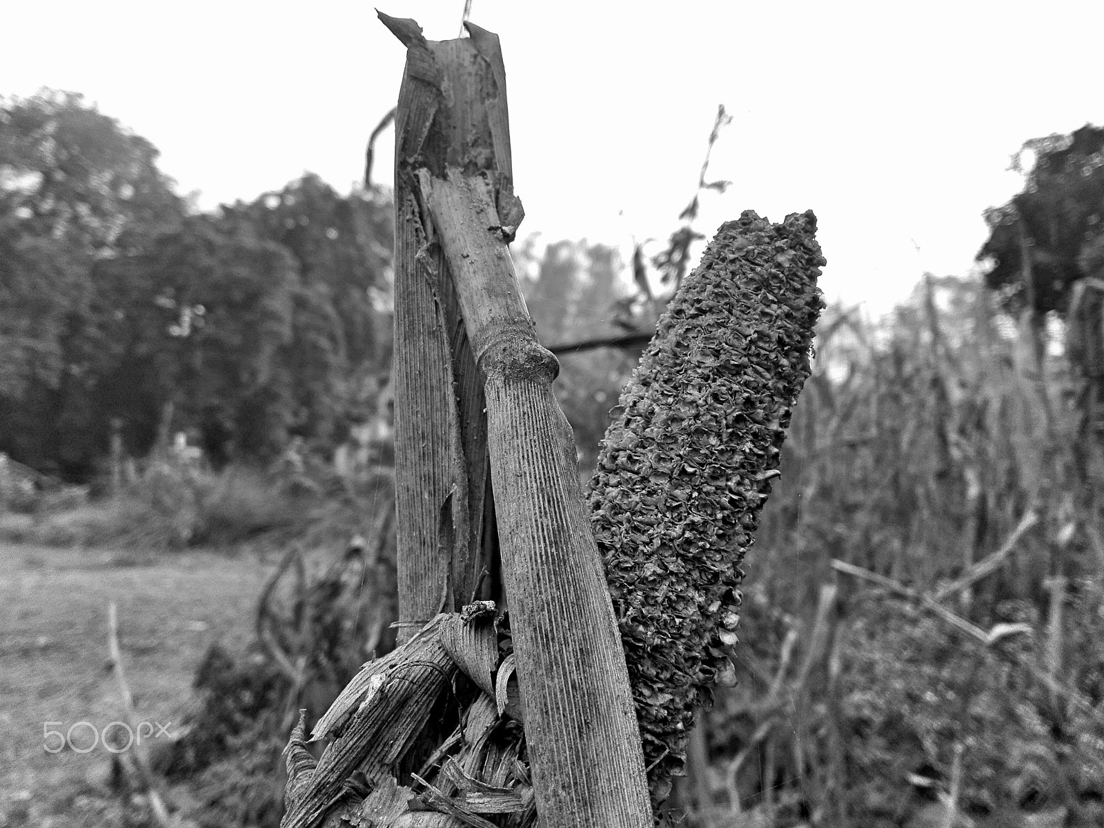 HUAWEI CHM-U01 sample photo. Dried corn photography