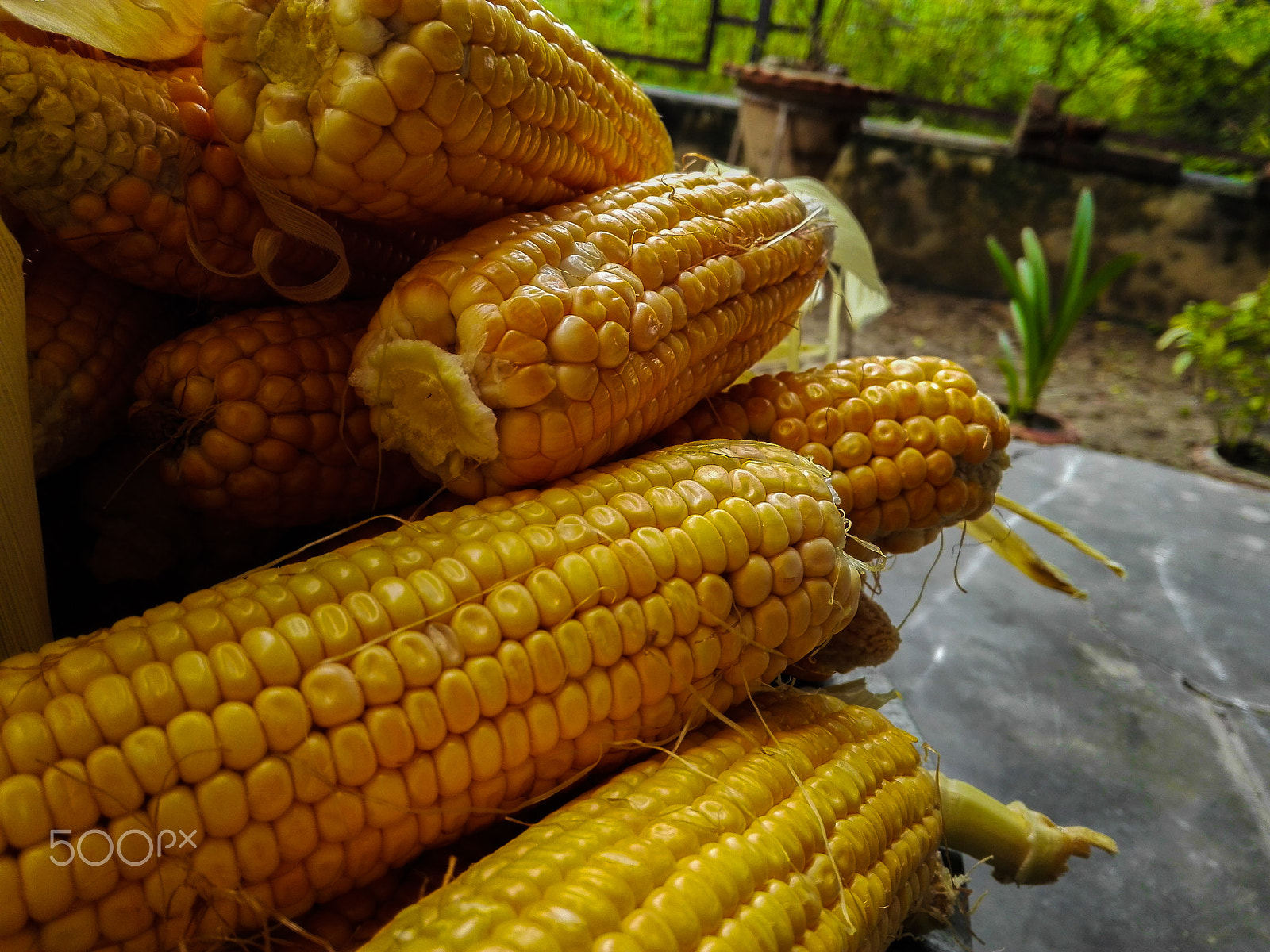 HUAWEI CHM-U01 sample photo. Corn photography