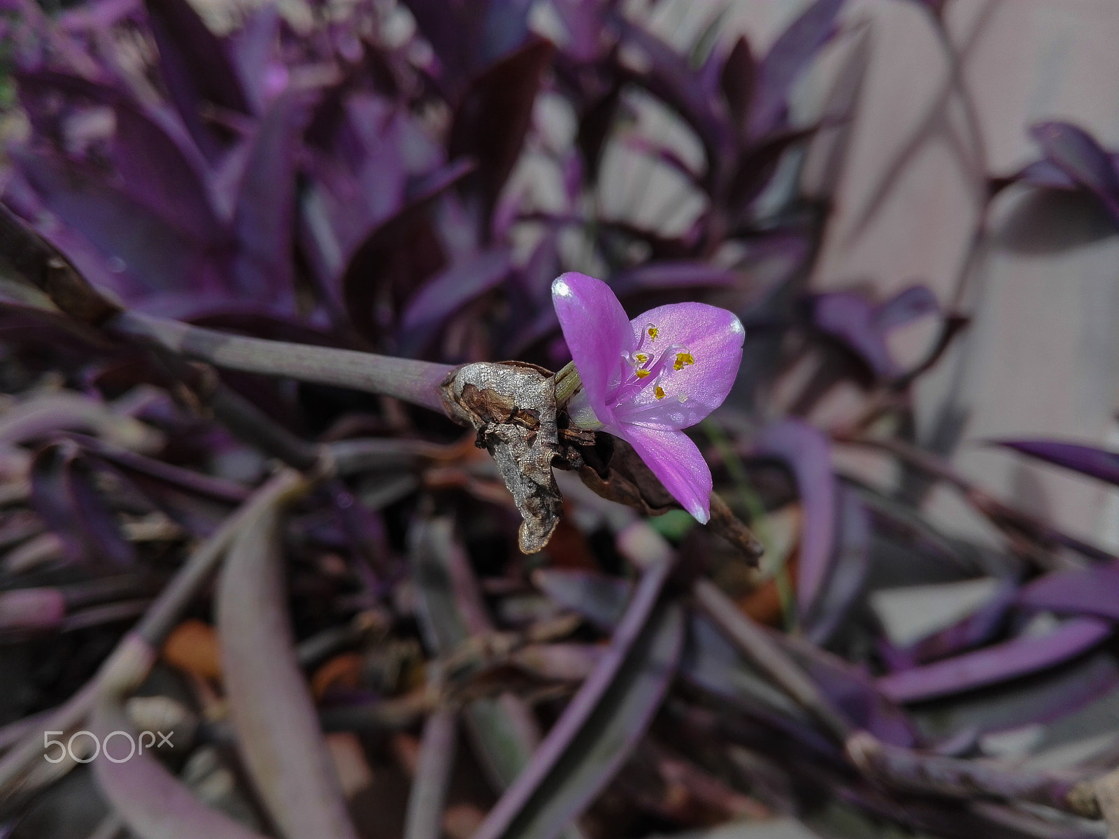 HUAWEI CHM-U01 sample photo. Little violet flower photography