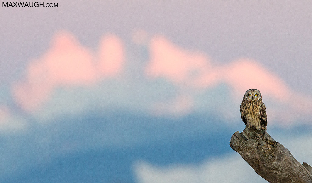 Canon EOS-1D X + Canon EF 600mm F4L IS II USM sample photo. Short-eared owl photography