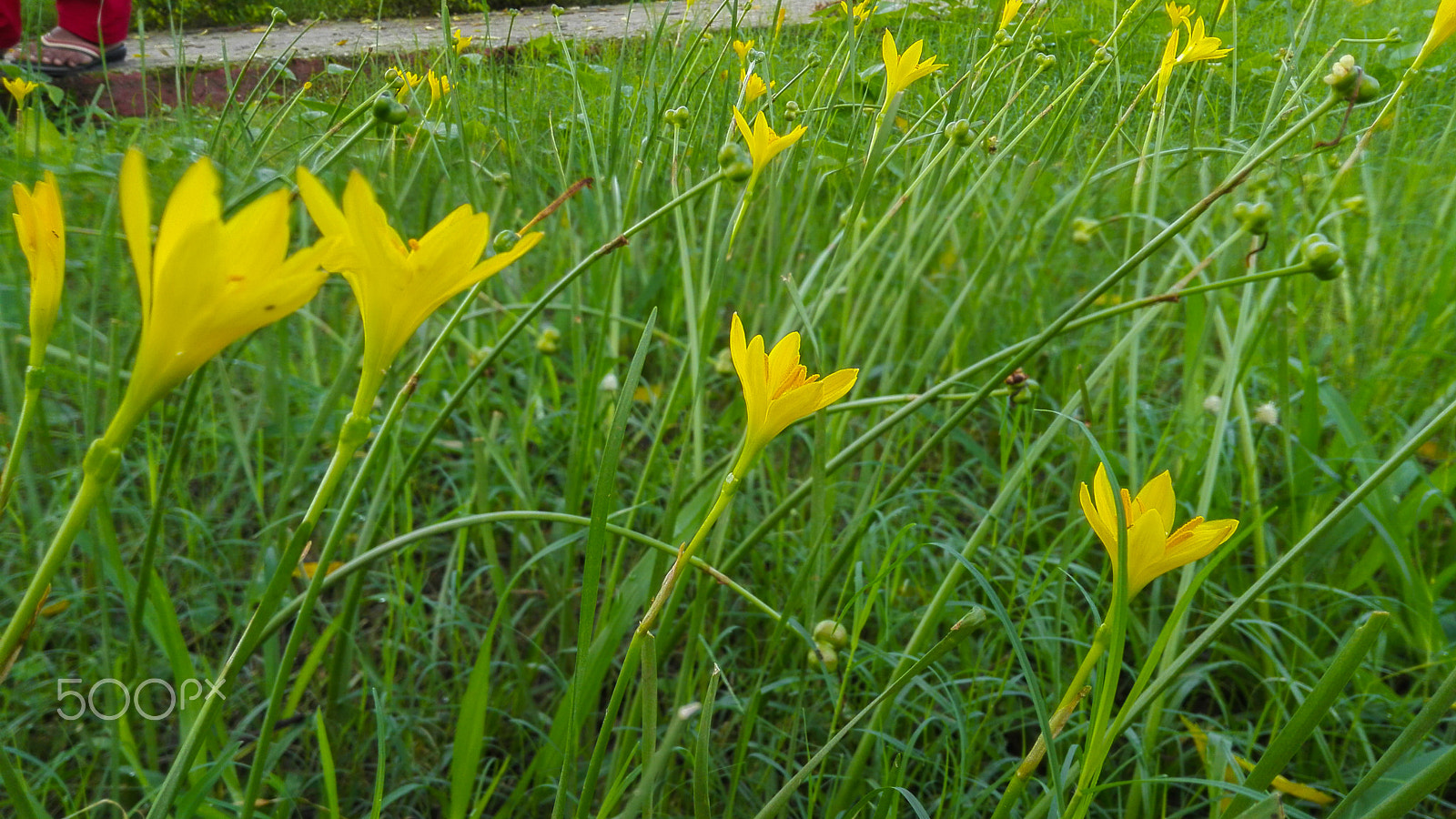HUAWEI CHM-U01 sample photo. Yellow flowers in grass photography