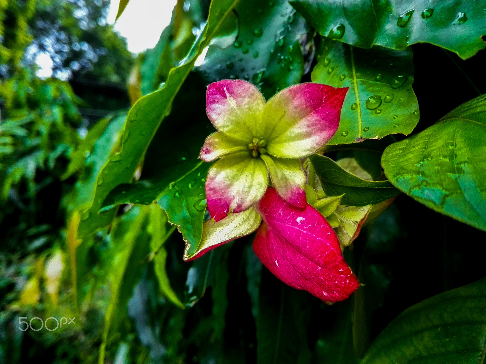 HUAWEI CHM-U01 sample photo. Pink and green flower photography