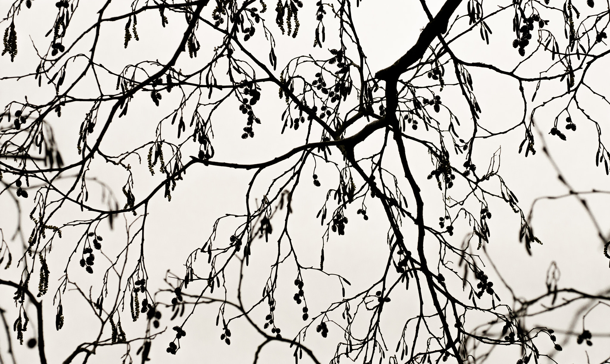 Panasonic Lumix DMC-GM1 sample photo. Branching through space photography