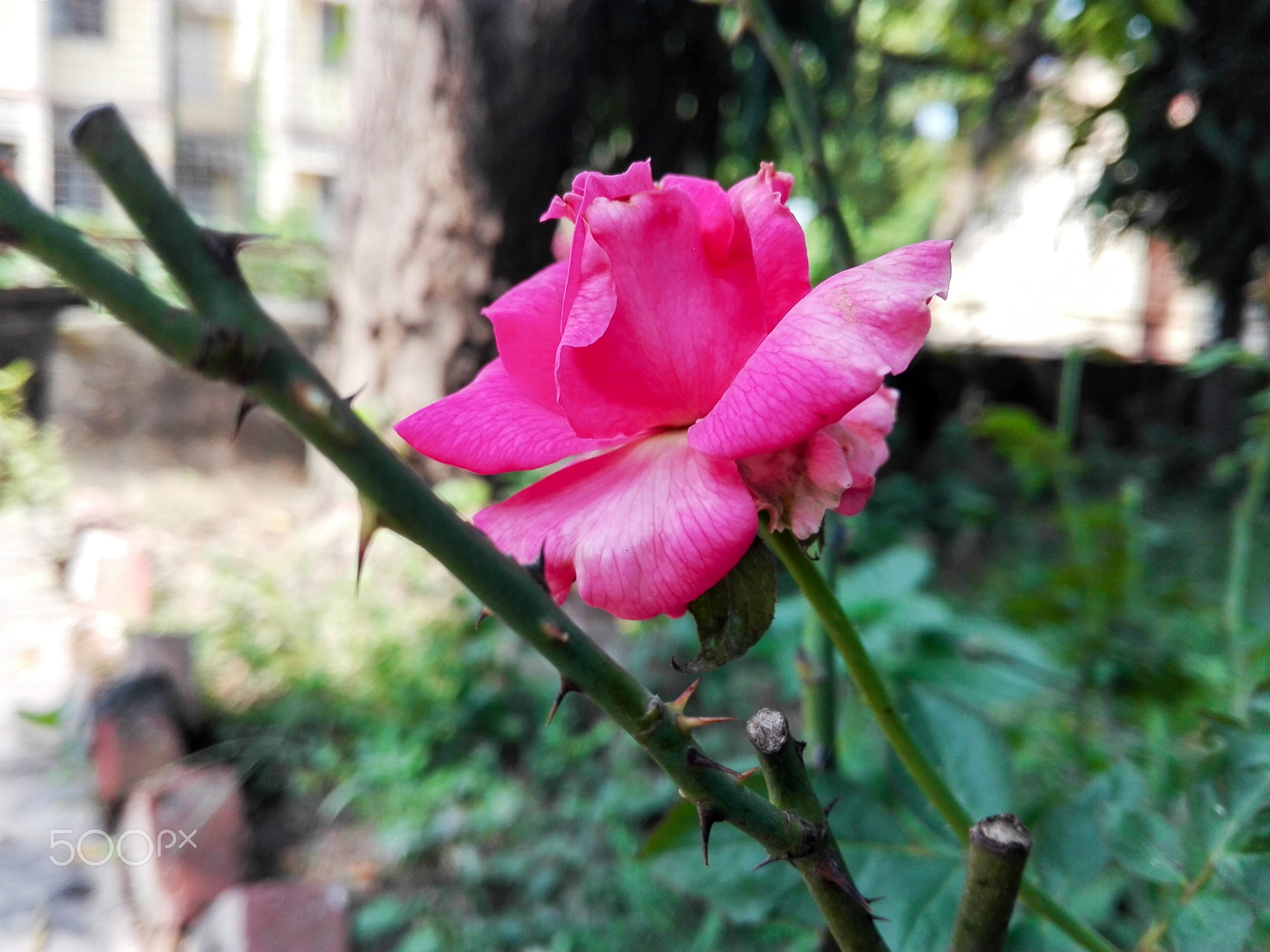 HUAWEI CHM-U01 sample photo. Pink rose photography