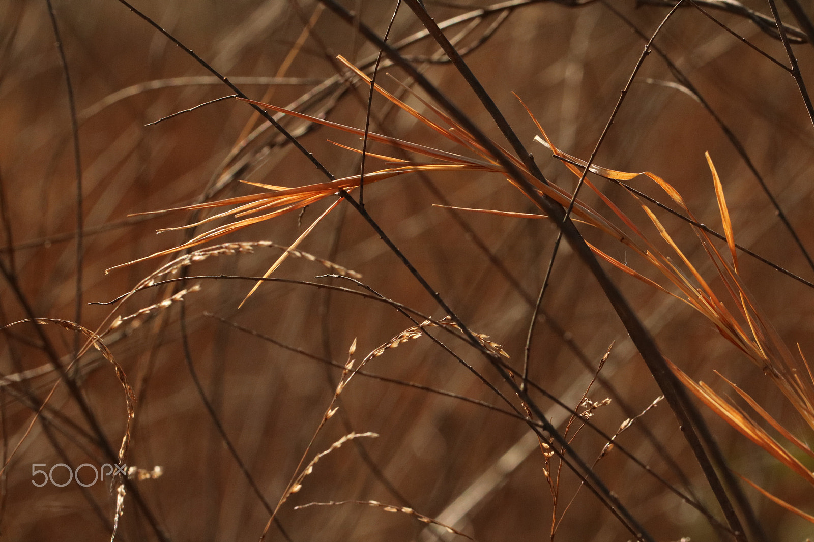 Canon EF 100mm F2.8L Macro IS USM sample photo. Meadow 5959 photography
