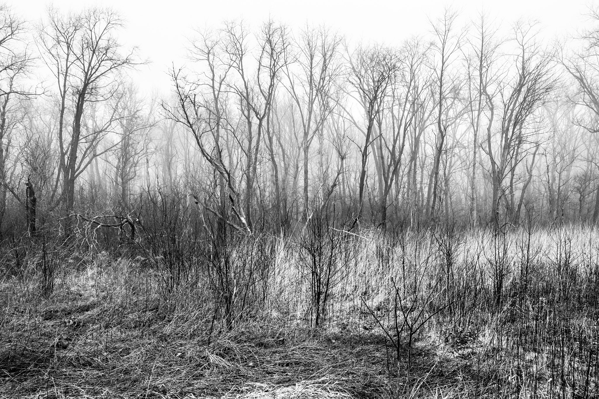 Canon TS-E 24.0mm f/3.5 L II sample photo. Treeline photography
