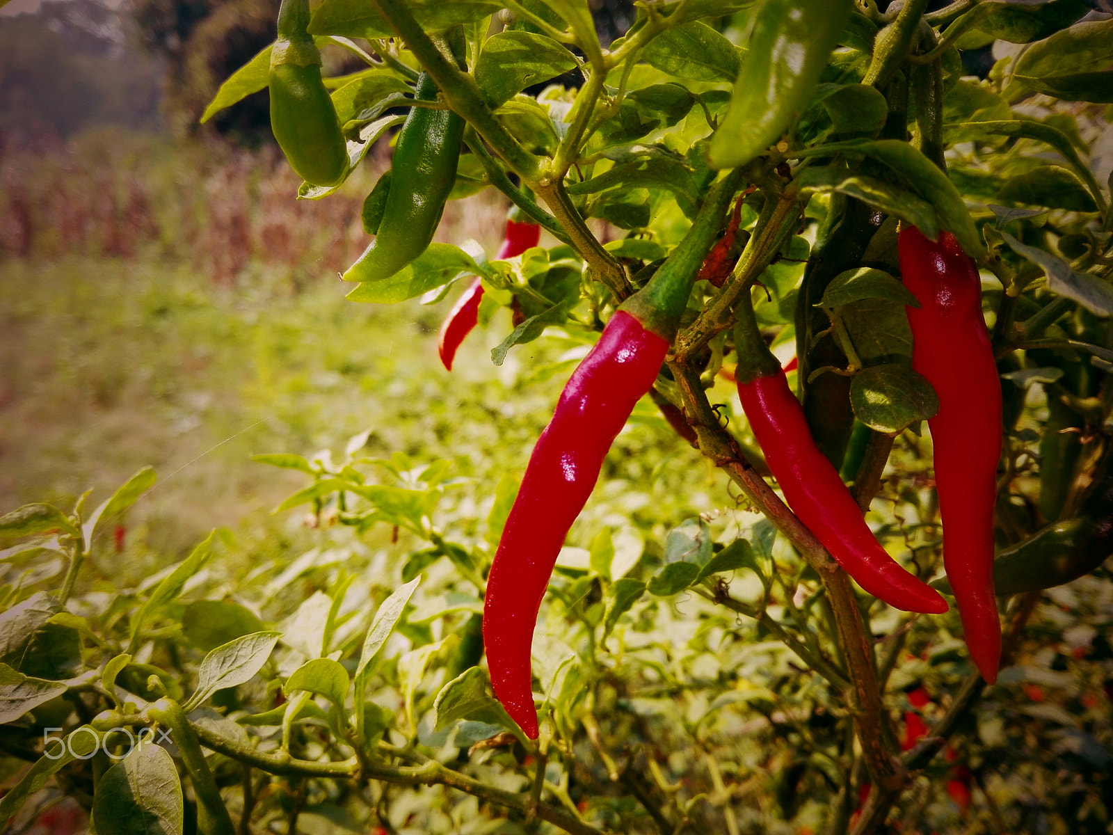 HUAWEI CHM-U01 sample photo. Red chillies photography