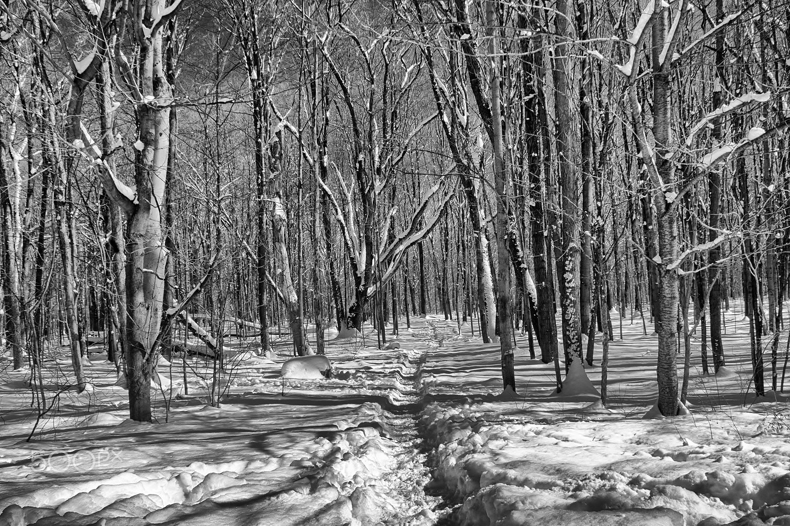 Sigma 18-50mm F2.8-4.5 DC OS HSM sample photo. Winter walk in the woods photography