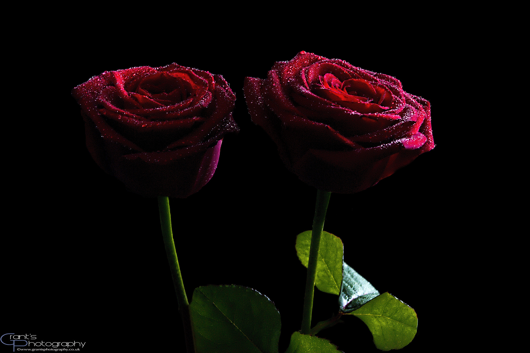 Canon EF 28-200mm F3.5-5.6 USM sample photo. Roses photography