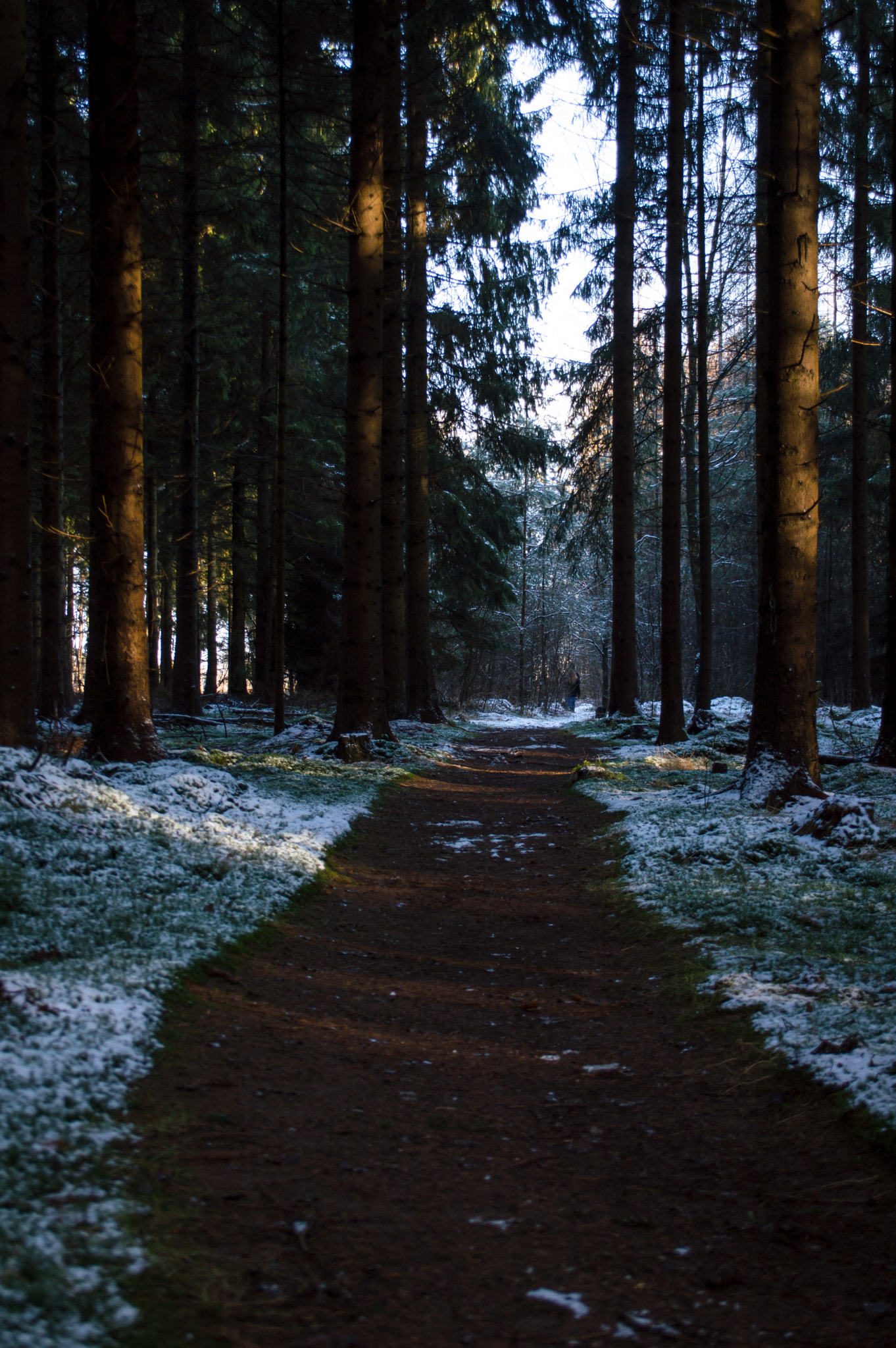 Sigma 28-300mm F3.5-6.3 DG Macro sample photo. Path through the winter forest photography
