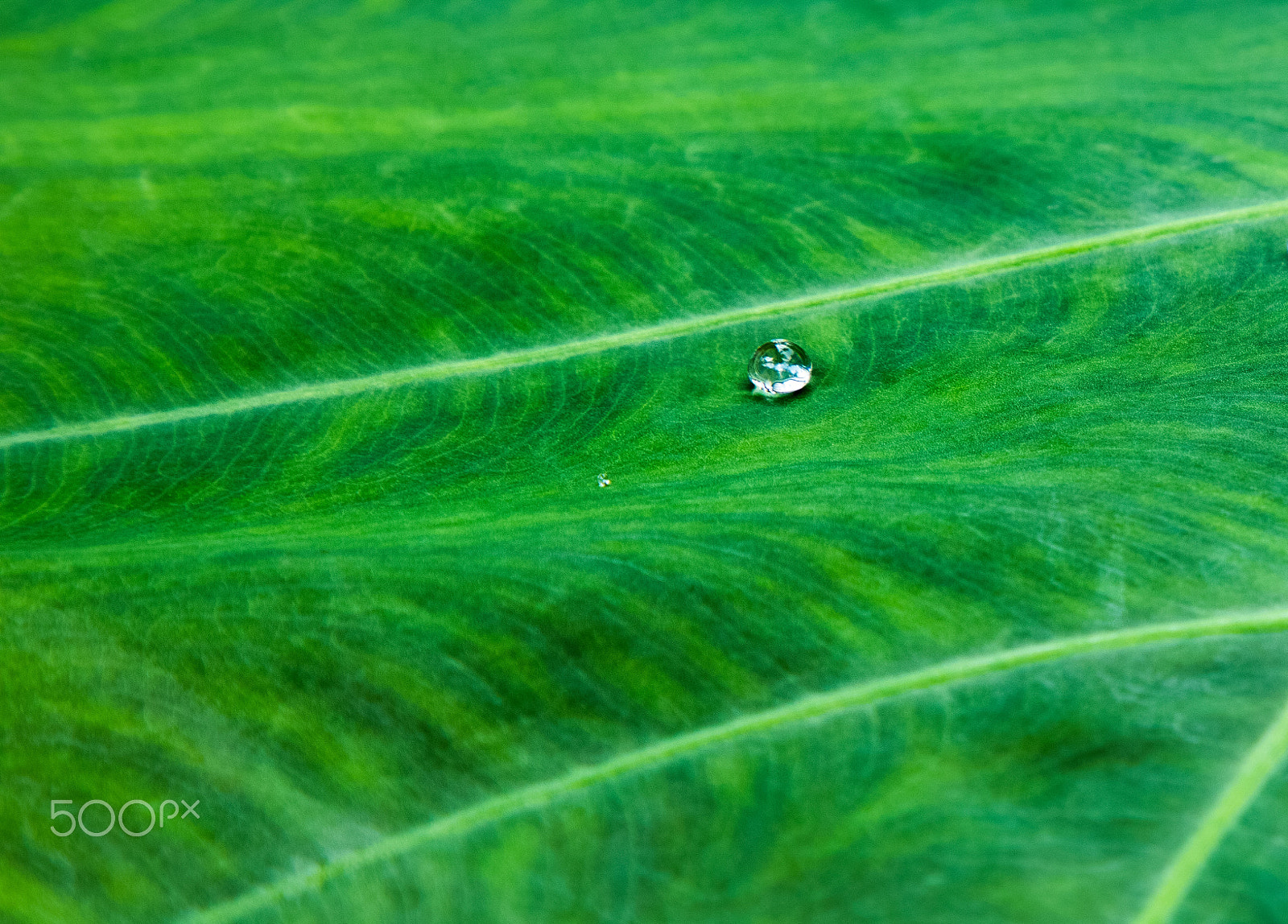 Canon EOS 5DS sample photo. Green leafy water droplet photography