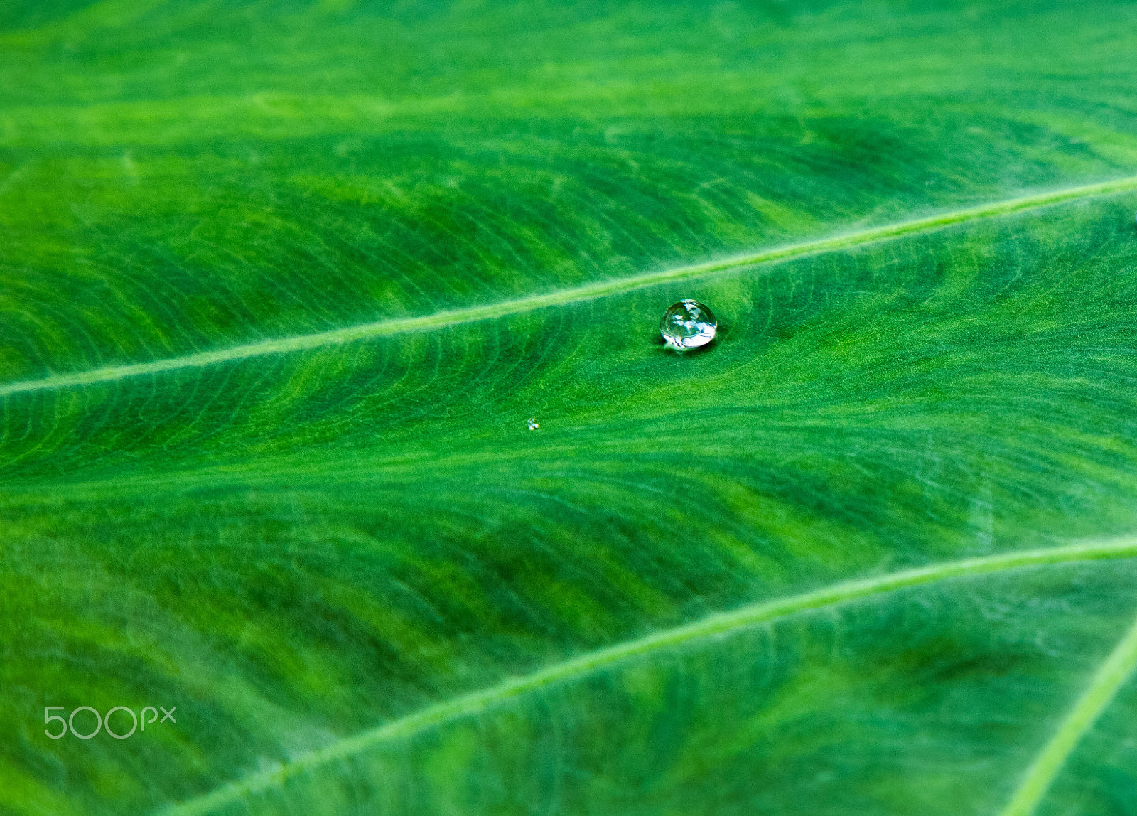 Canon EF 24-105mm F4L IS II USM sample photo. Green leafy water droplet photography