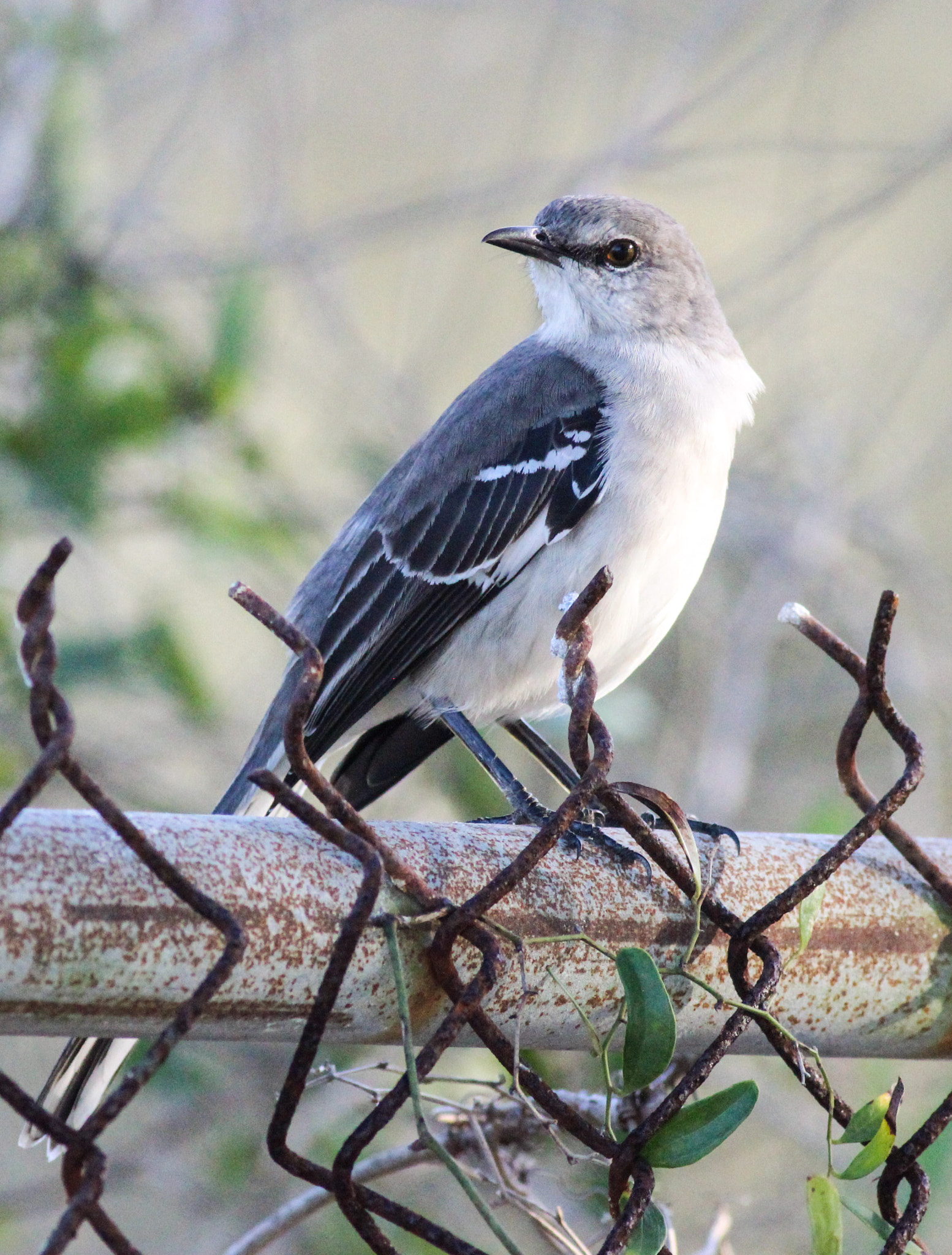Canon EOS 600D (Rebel EOS T3i / EOS Kiss X5) + Canon EF 400mm F5.6L USM sample photo. Mocking bird photography