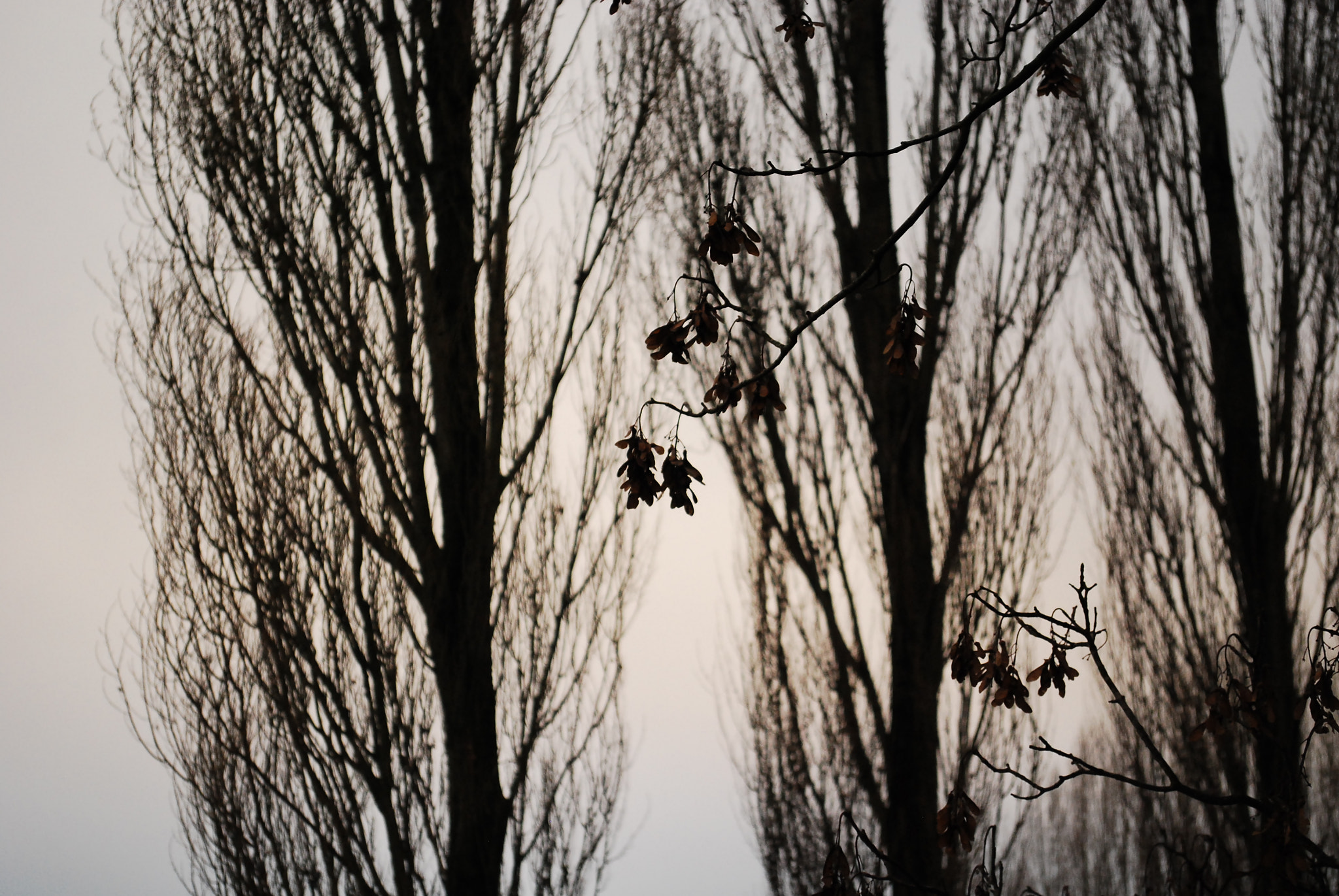 Nikon D40X sample photo. Beauty of winter photography