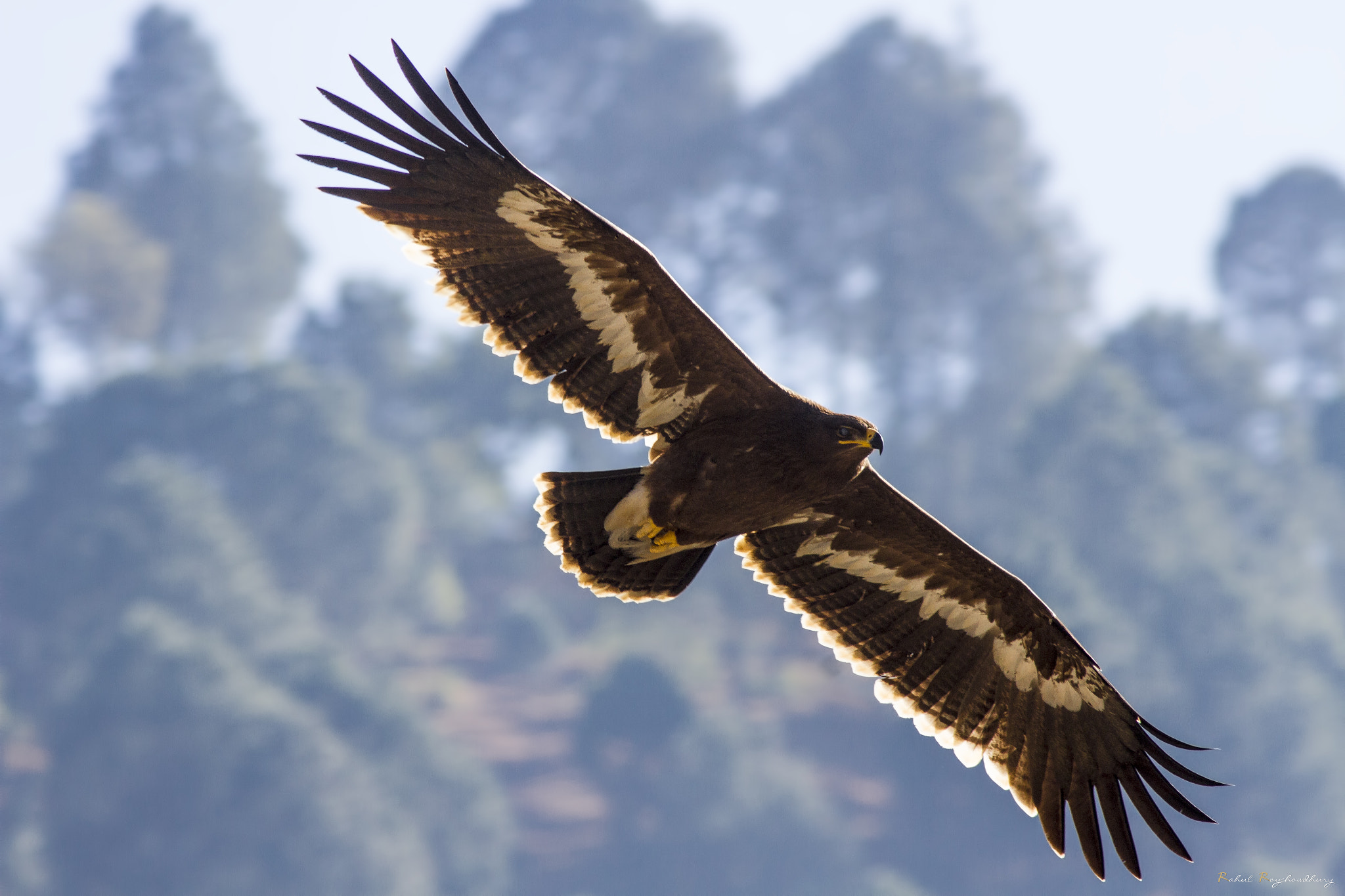 Canon EOS 7D sample photo. Majestic steppe eagle photography