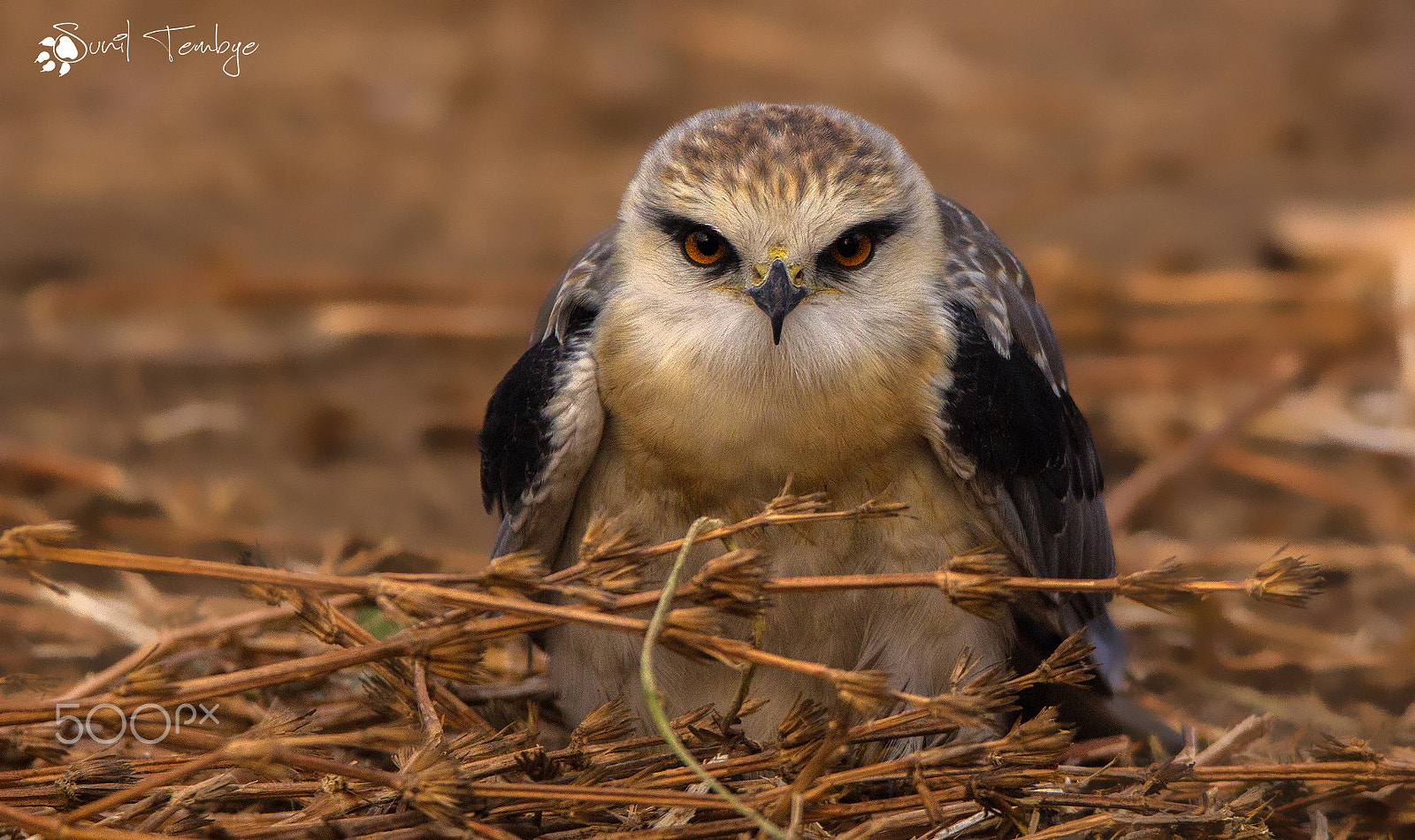 Tamron SP 150-600mm F5-6.3 Di VC USD sample photo. Black shouldered kite - juvenile photography