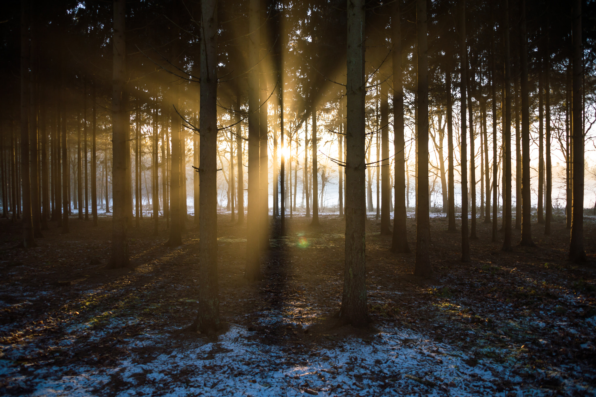 Sigma 28-300mm F3.5-6.3 DG Macro sample photo. Shattered light rays through the trees photography