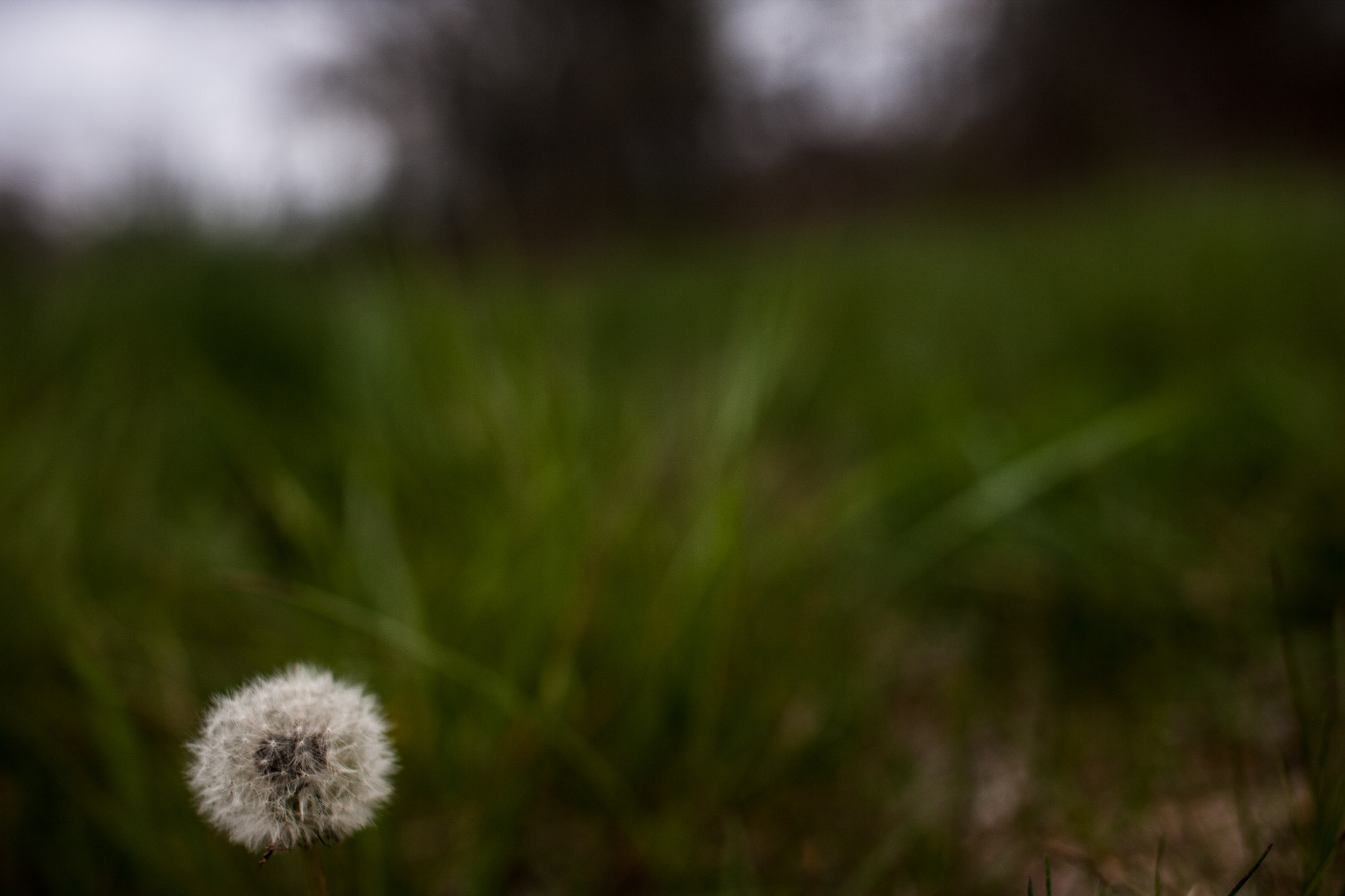 Sigma 50mm F1.4 EX DG HSM sample photo. Evergreen sanctuary (of ) photography