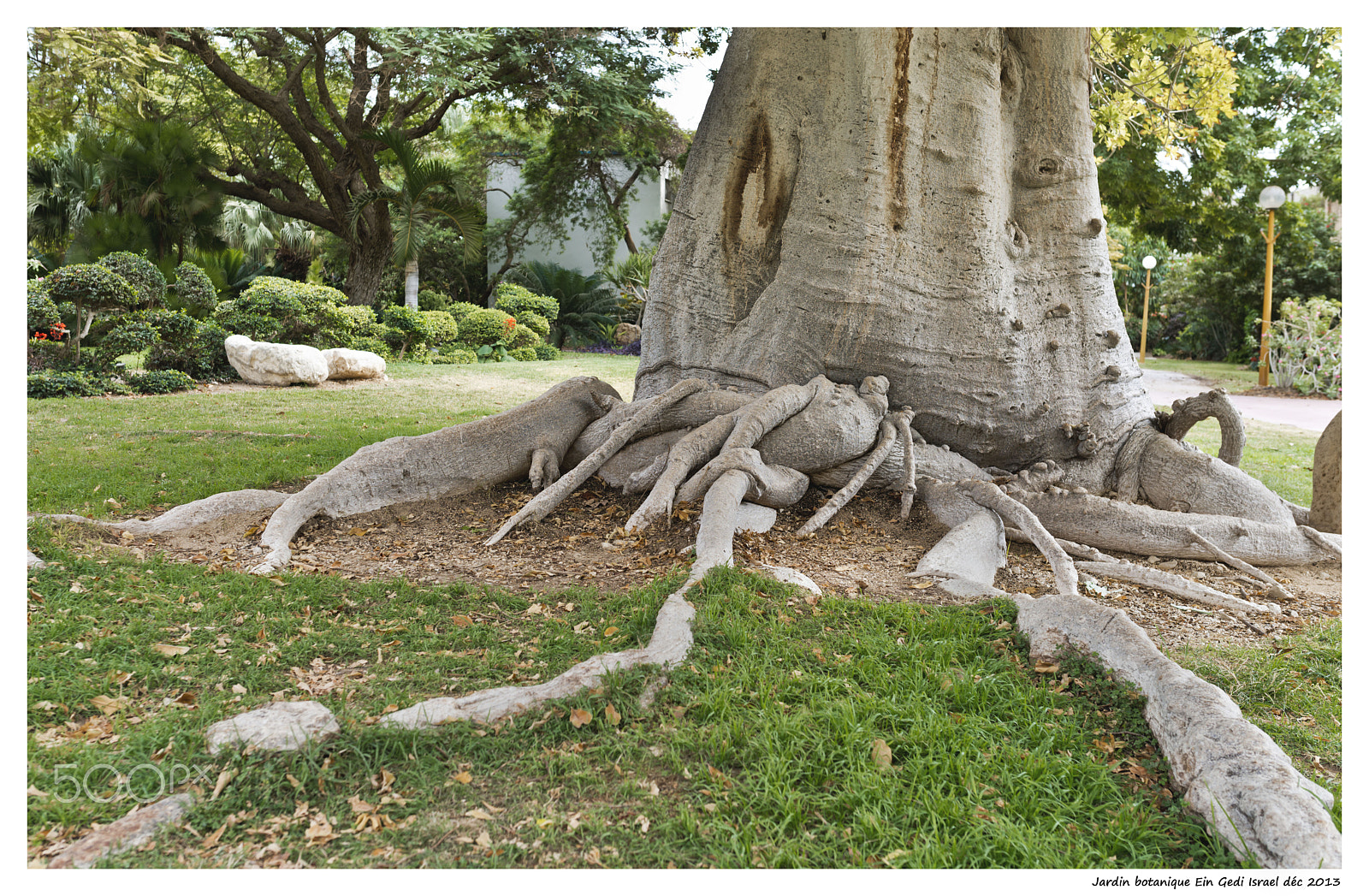 Nikon D800E sample photo. Jardin botanique ein gedi mer morte photography