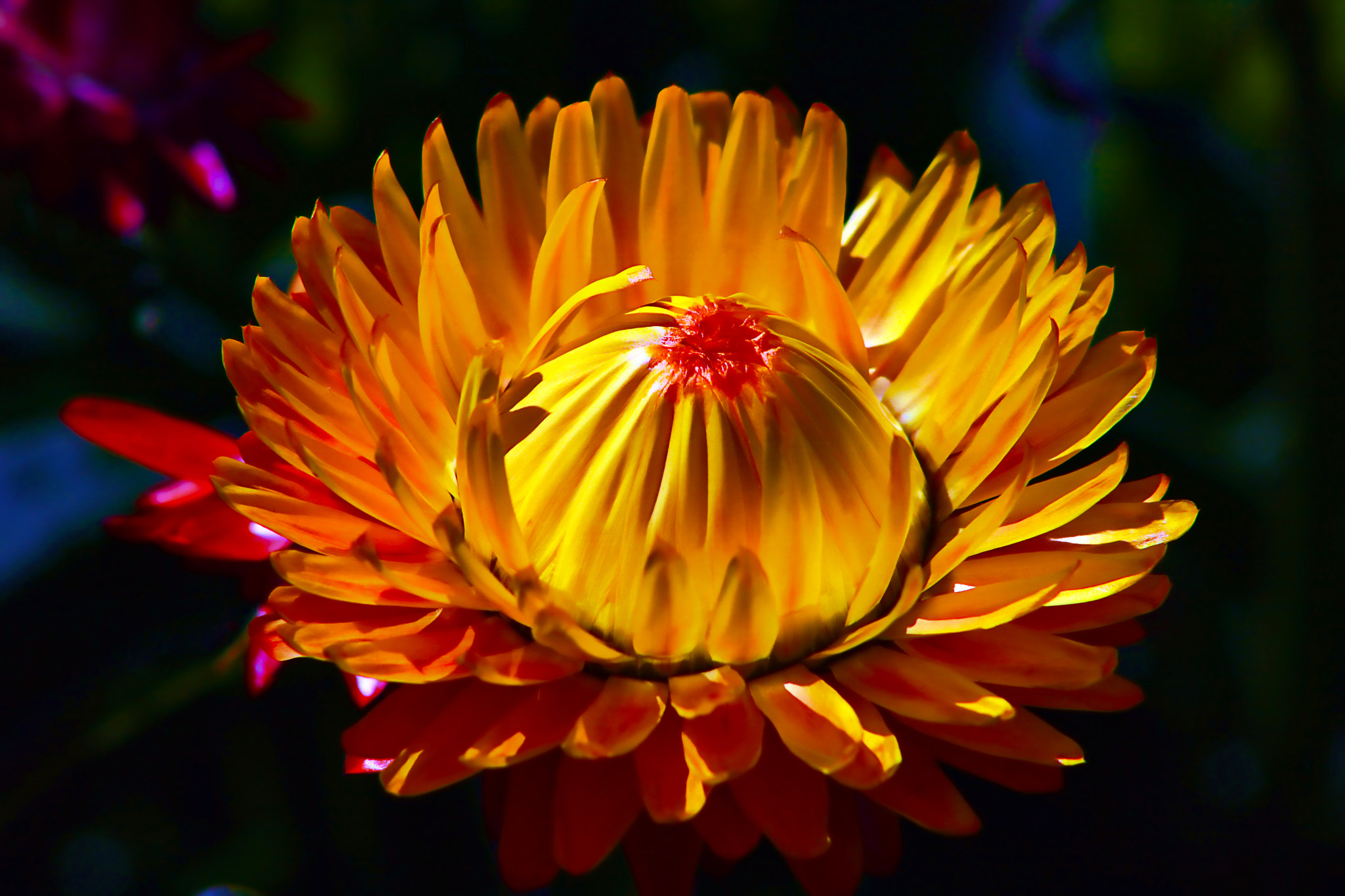 Canon EOS 750D (EOS Rebel T6i / EOS Kiss X8i) + EF75-300mm f/4-5.6 sample photo. Flower photography