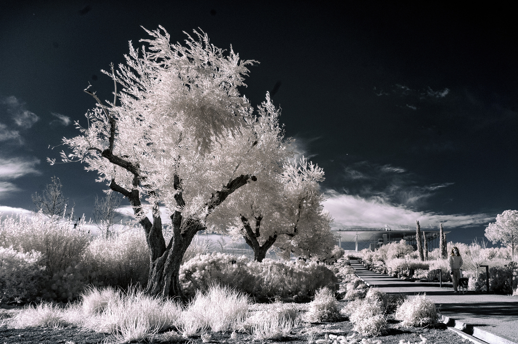 Sony Alpha NEX-5 sample photo. Winter infrared photography