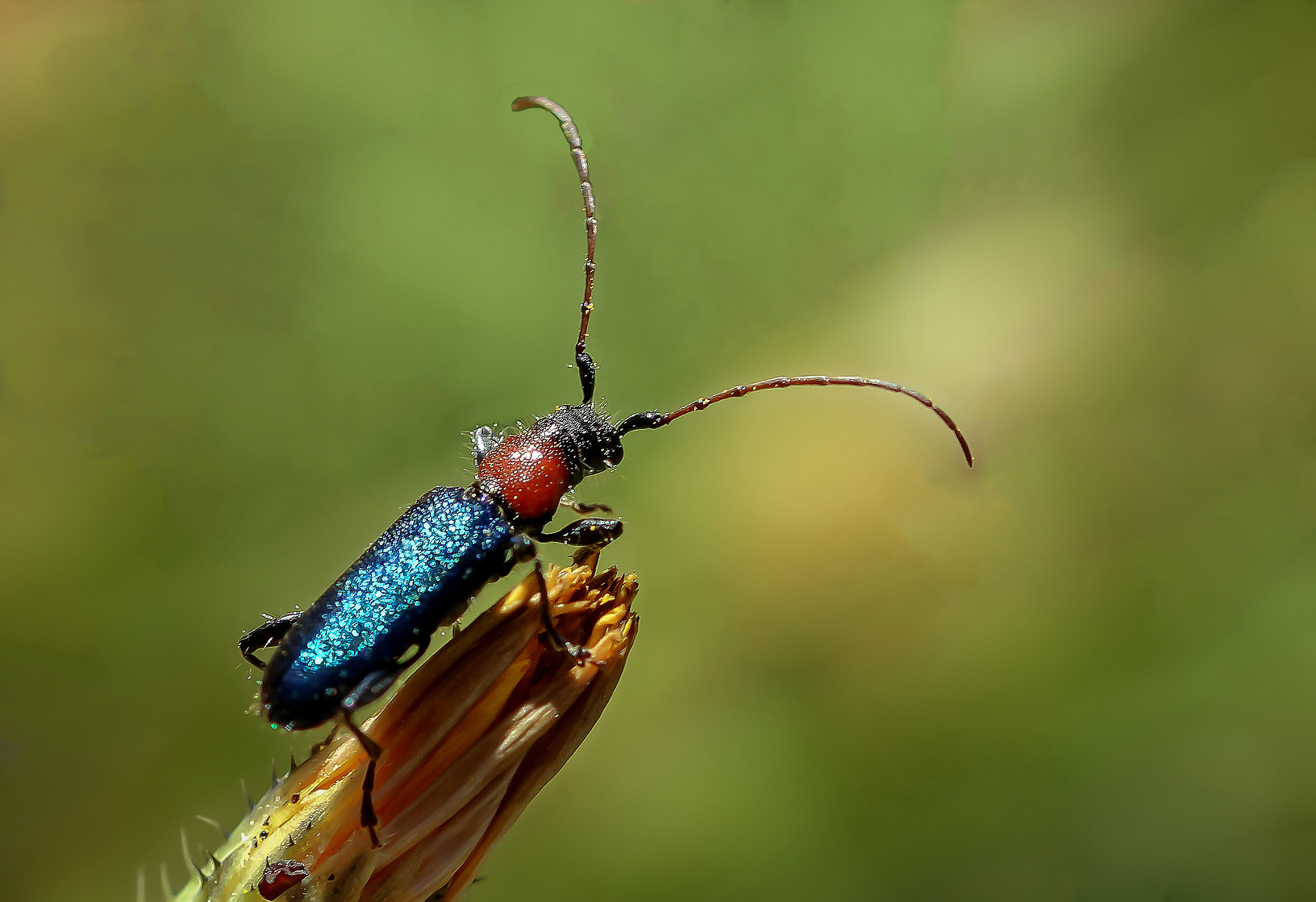 Sigma 105mm F2.8 EX DG OS HSM sample photo. Beetle. photography
