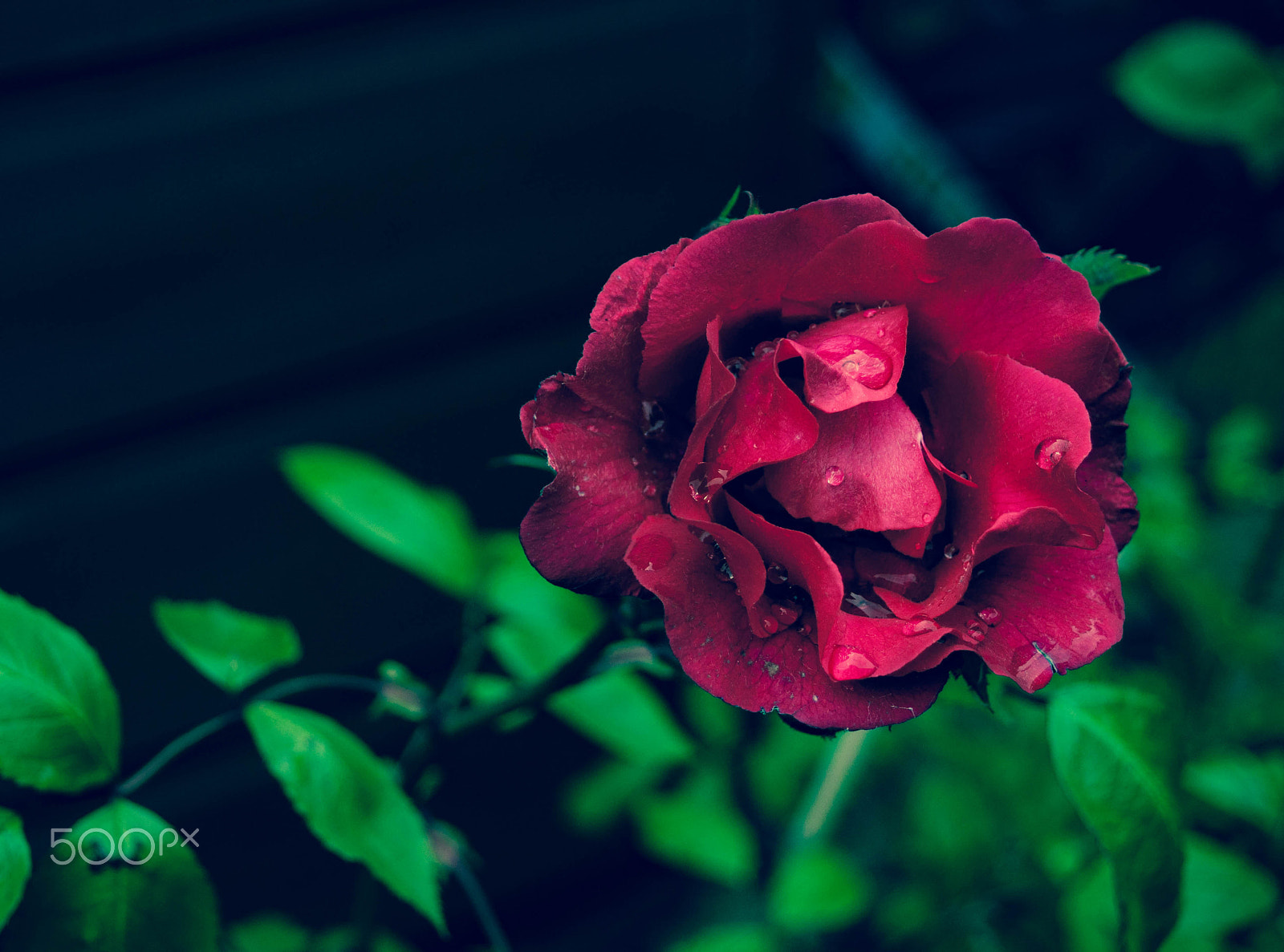 Nikon D90 + Sigma 18-50mm F3.5-5.6 DC sample photo. Single rose photography