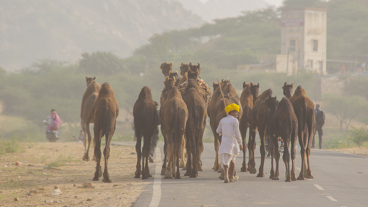 Sigma 70-200mm F2.8 EX DG Macro HSM II sample photo. A amazing day in pushkar on the camelfair photography