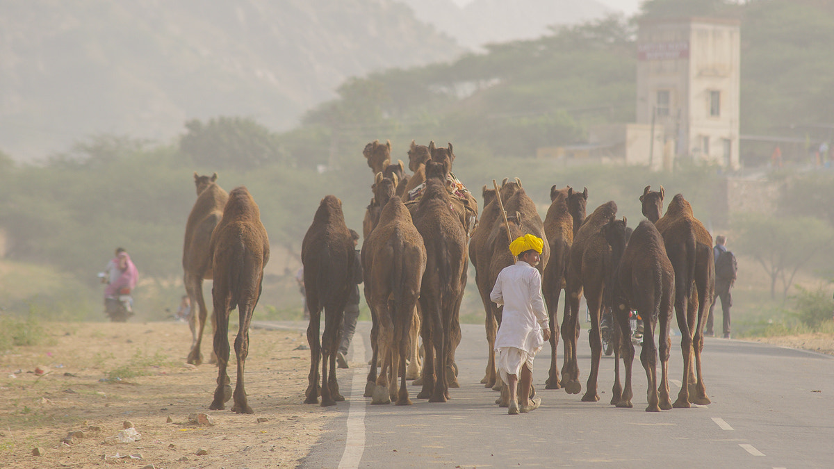 Pentax K-r + Sigma 70-200mm F2.8 EX DG Macro HSM II sample photo. A amazing day in pushkar on the camelfair photography