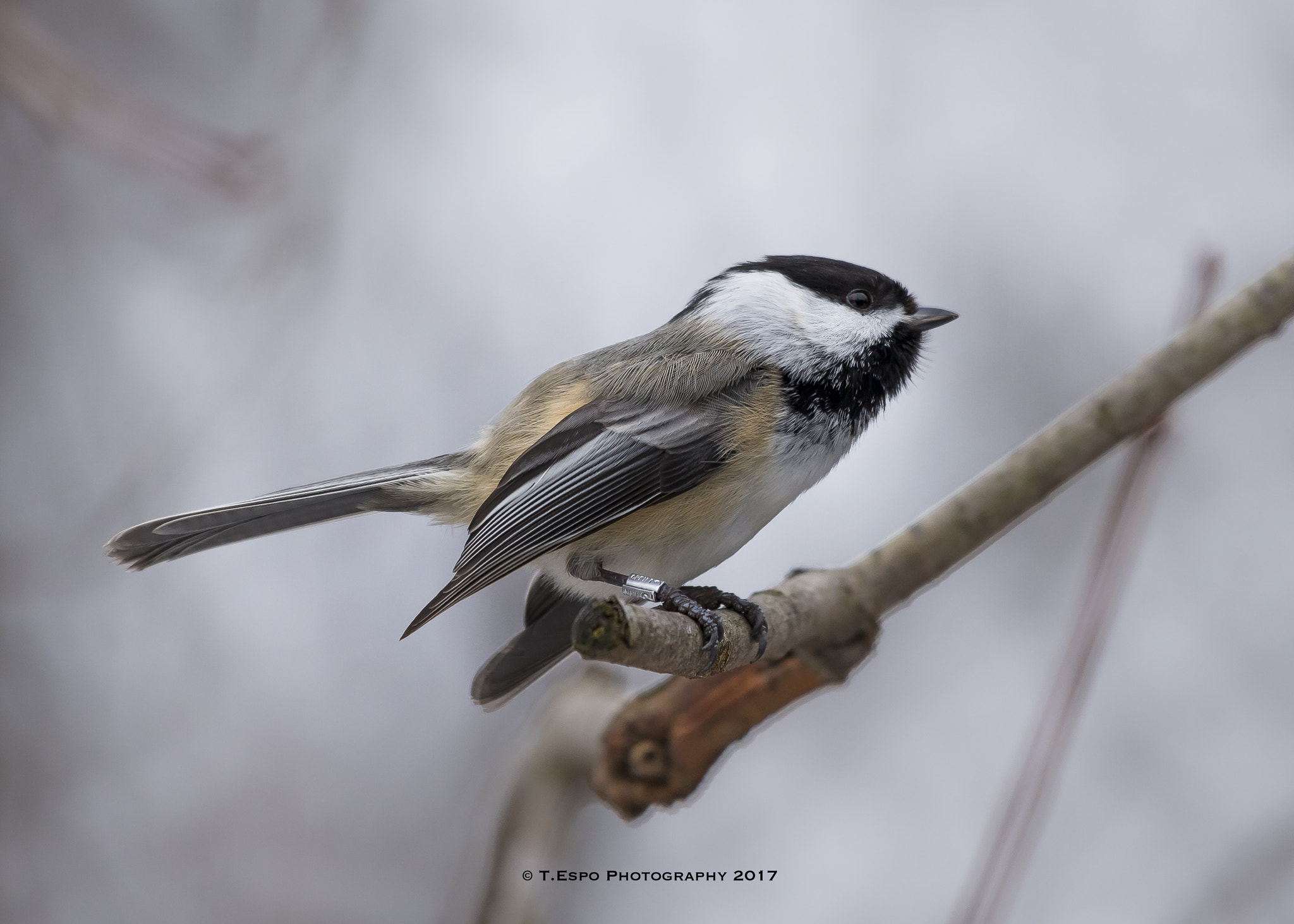 Nikon AF-S Nikkor 200-500mm F5.6E ED VR sample photo. Black-capped chickadee photography