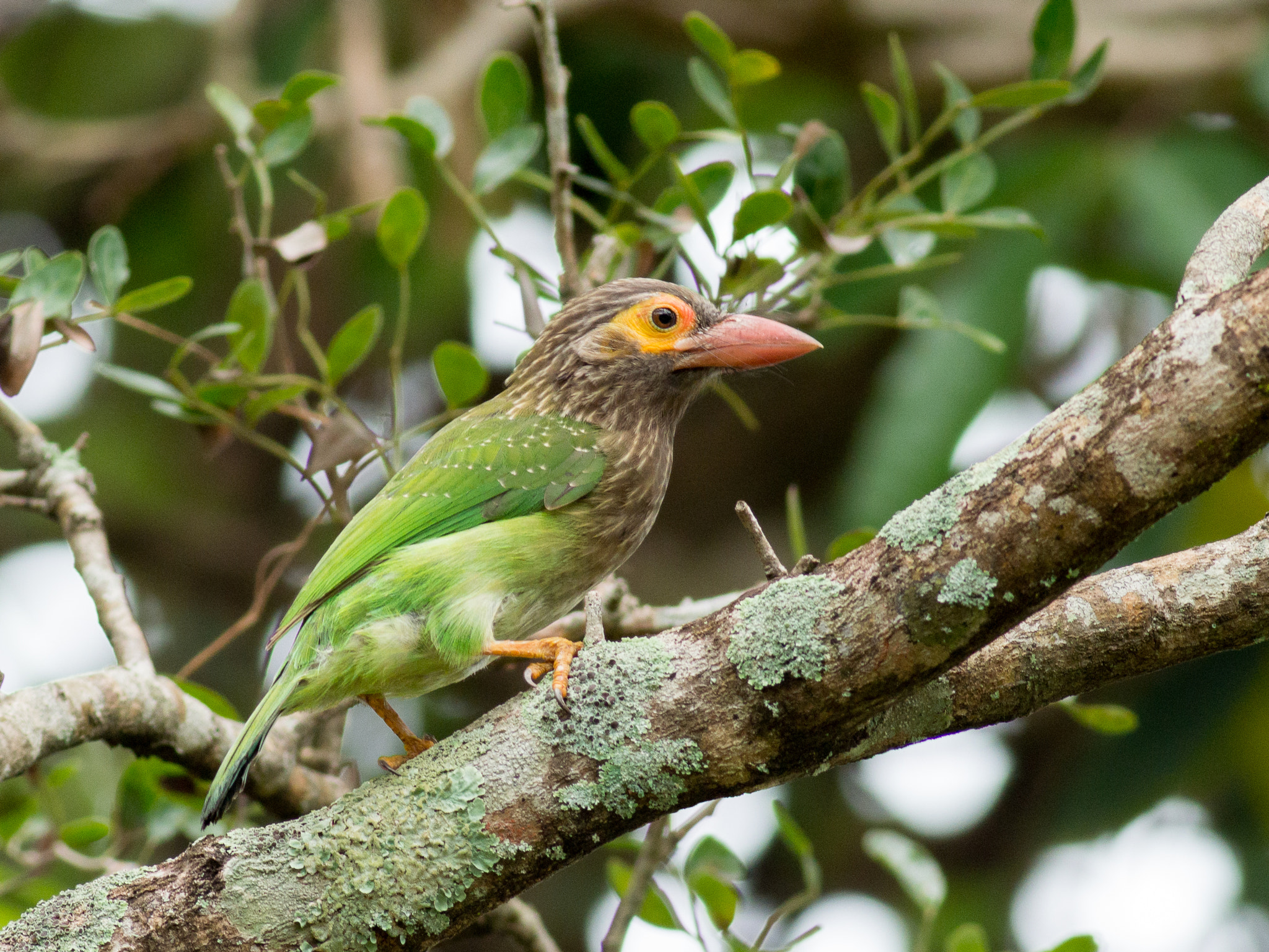 Metabones 400/5.6 sample photo. Brown-headed barbet photography