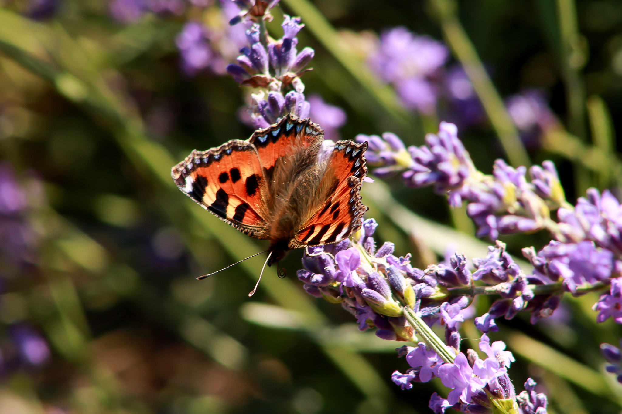 Canon EOS 750D (EOS Rebel T6i / EOS Kiss X8i) + EF75-300mm f/4-5.6 sample photo. Butterfly photography