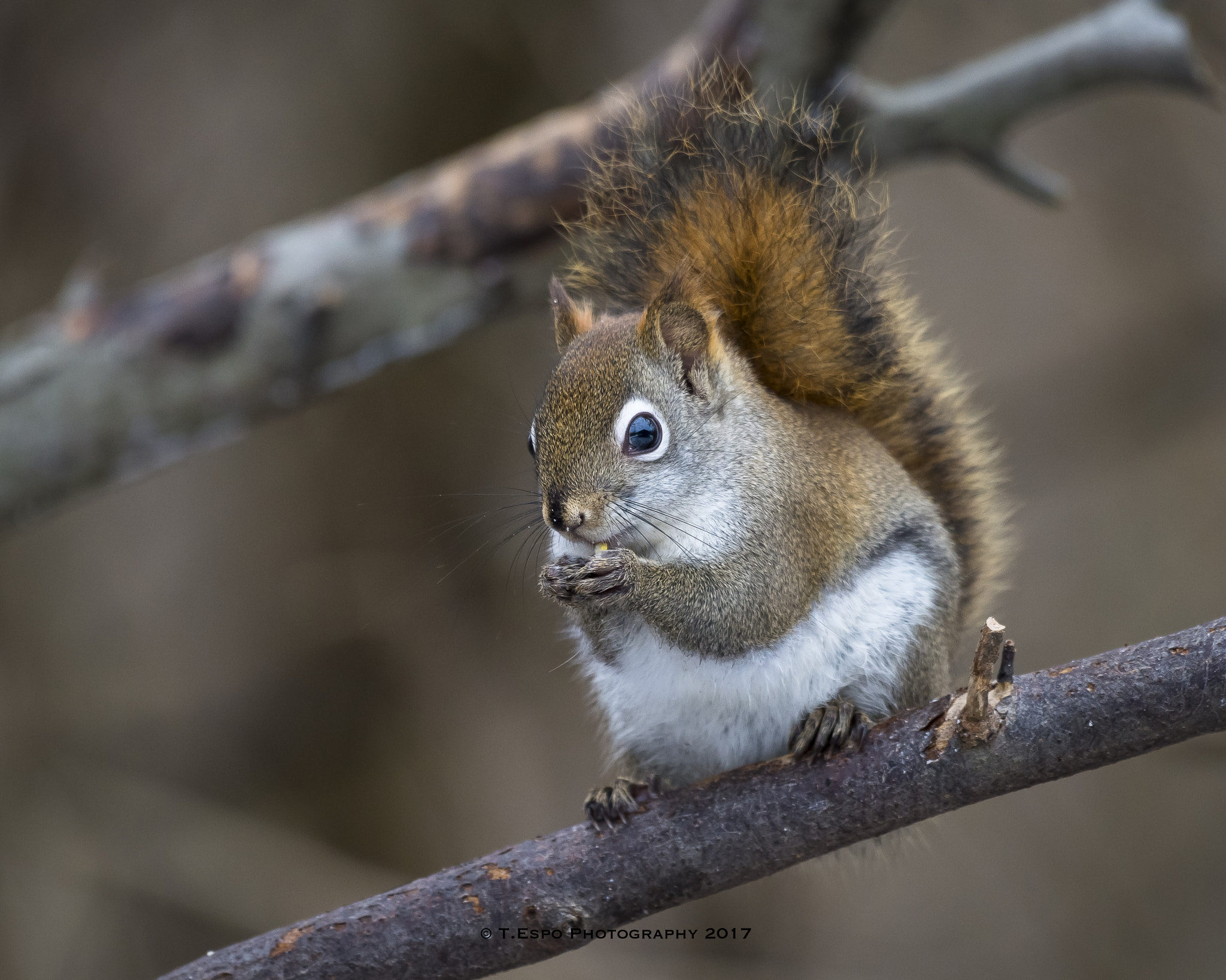 Nikon D610 sample photo. Red squirrel photography