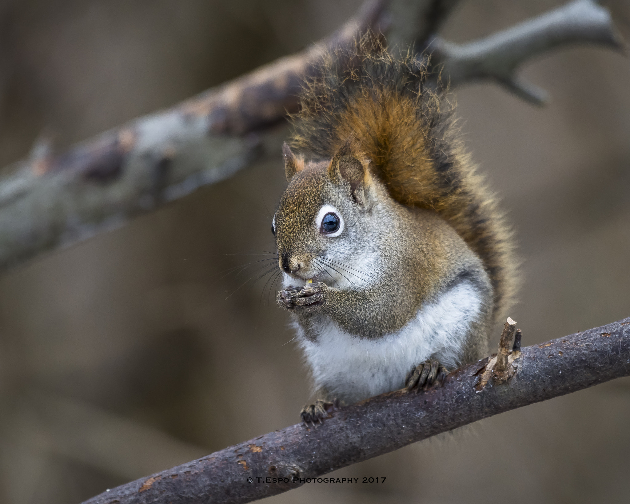 Nikon AF-S Nikkor 200-500mm F5.6E ED VR sample photo. Red squirrel photography