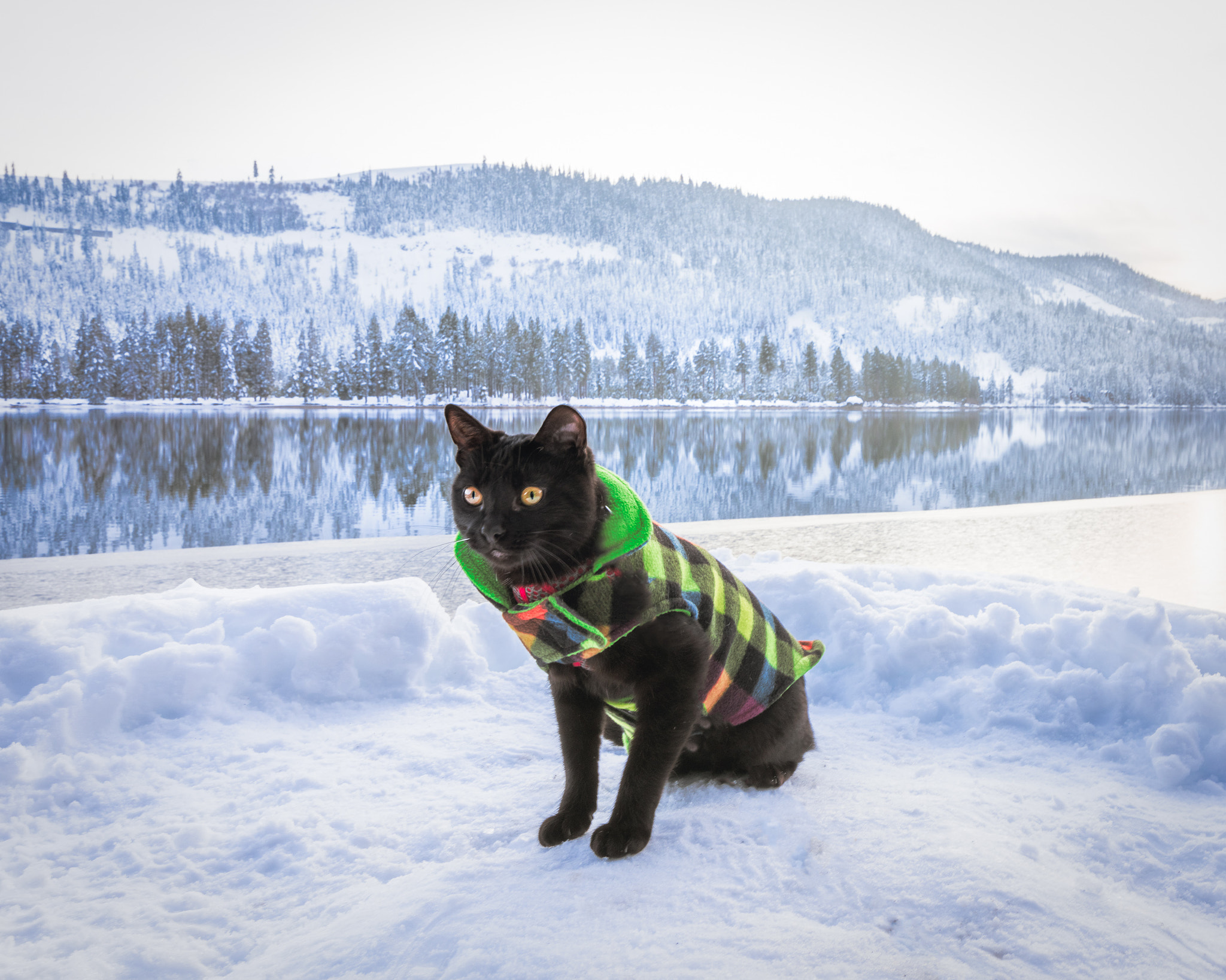 Tokina AT-X 16-28mm F2.8 Pro FX sample photo. Even cats love nature! photography