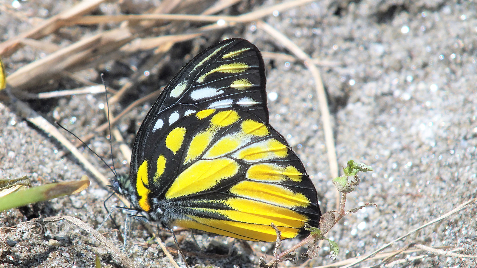 Fujifilm FinePix HS28EXR sample photo. Himalayan spotted saw tooth (male) photography