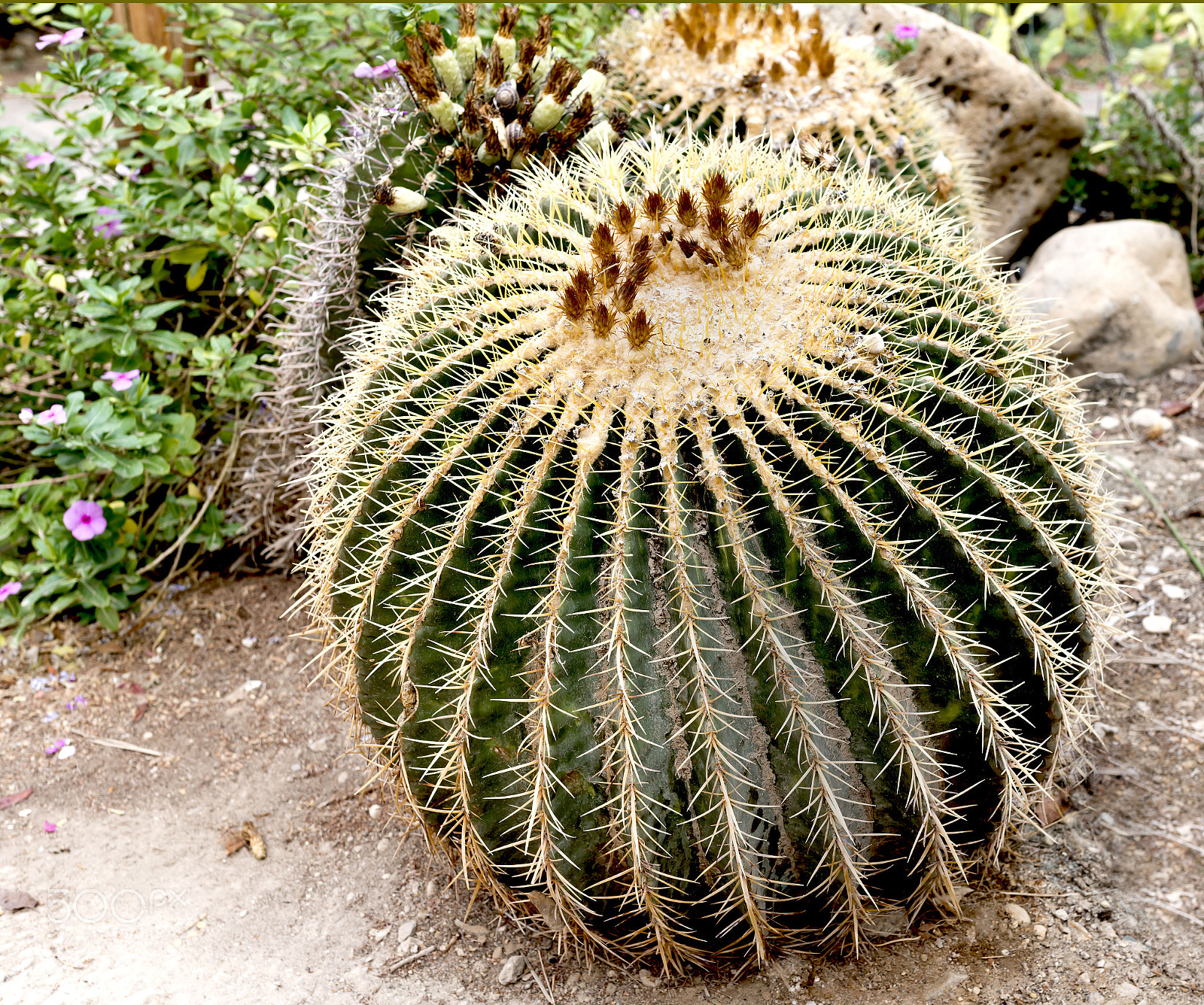 Nikon D800E + Sigma 35mm F1.4 DG HSM Art sample photo. Cactus géant ein gedi photography