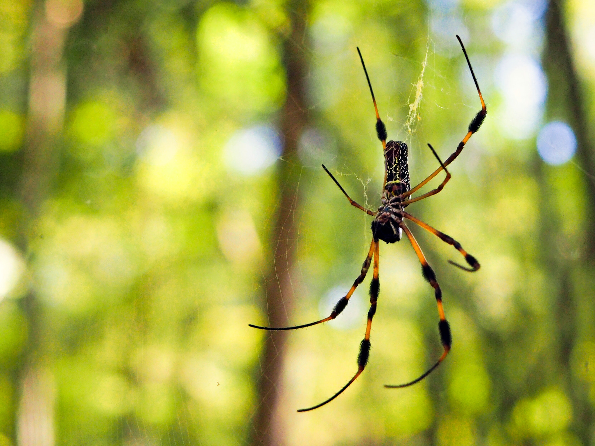 Olympus M.Zuiko Digital 14-42mm F3.5-5.6 II R sample photo. Patience pays off at paynes prairie photography