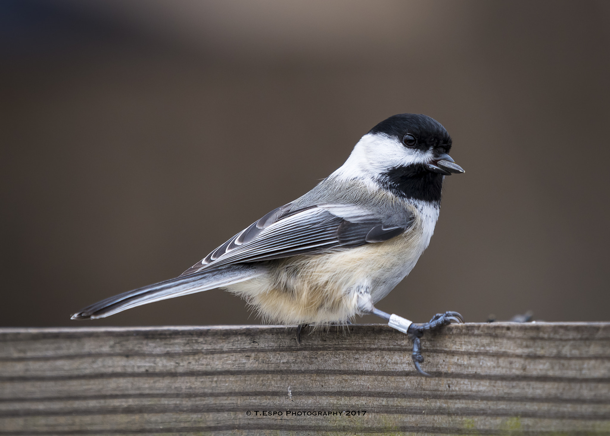 Nikon AF-S Nikkor 200-500mm F5.6E ED VR sample photo. Lil' snack photography