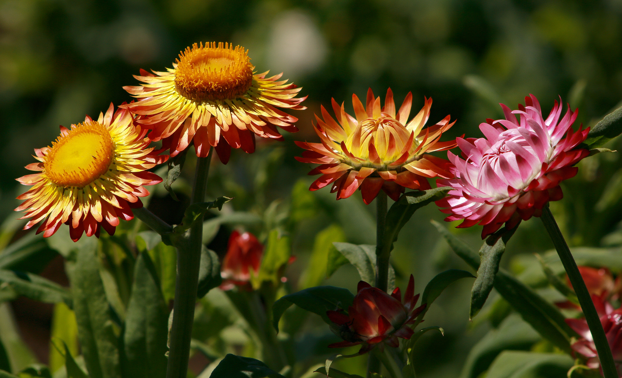 Canon EOS 750D (EOS Rebel T6i / EOS Kiss X8i) + EF75-300mm f/4-5.6 sample photo. Flowers photography