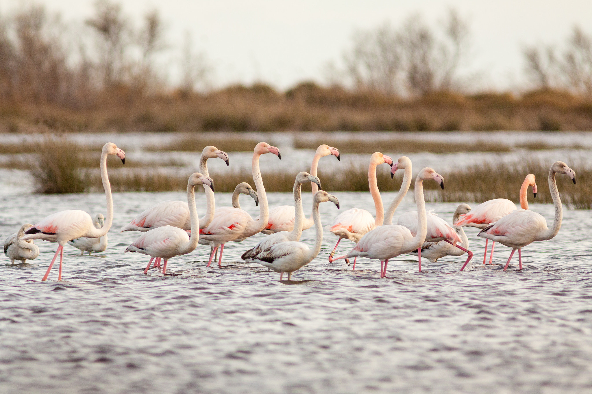 Canon EF 300mm F4L IS USM sample photo. Flamants roses photography