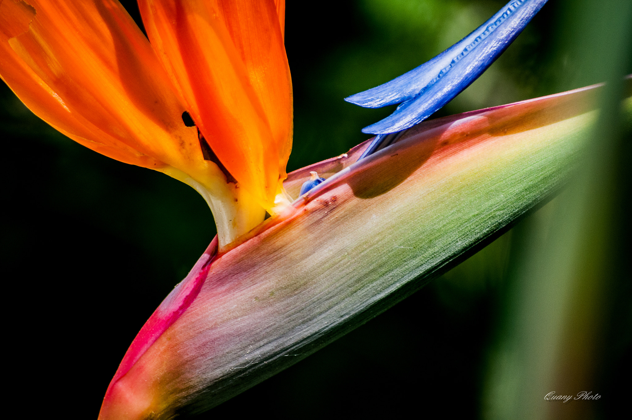 Sigma 70-300mm F4-5.6 APO DG Macro sample photo. Botanique geneve photography
