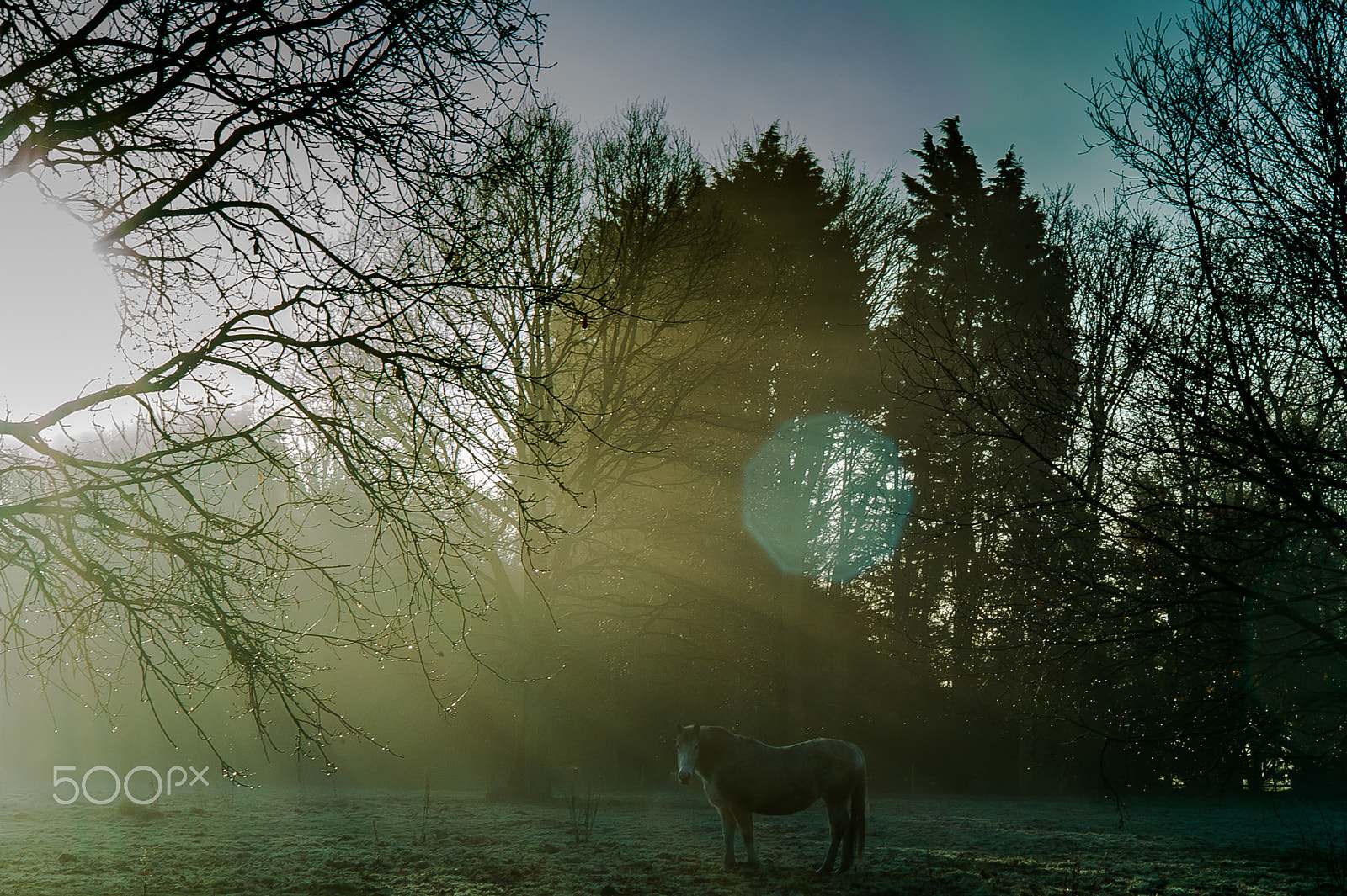 Leica Summarit-M 50mm F2.5 sample photo. Winter morning in uk. a horse in the field. photography